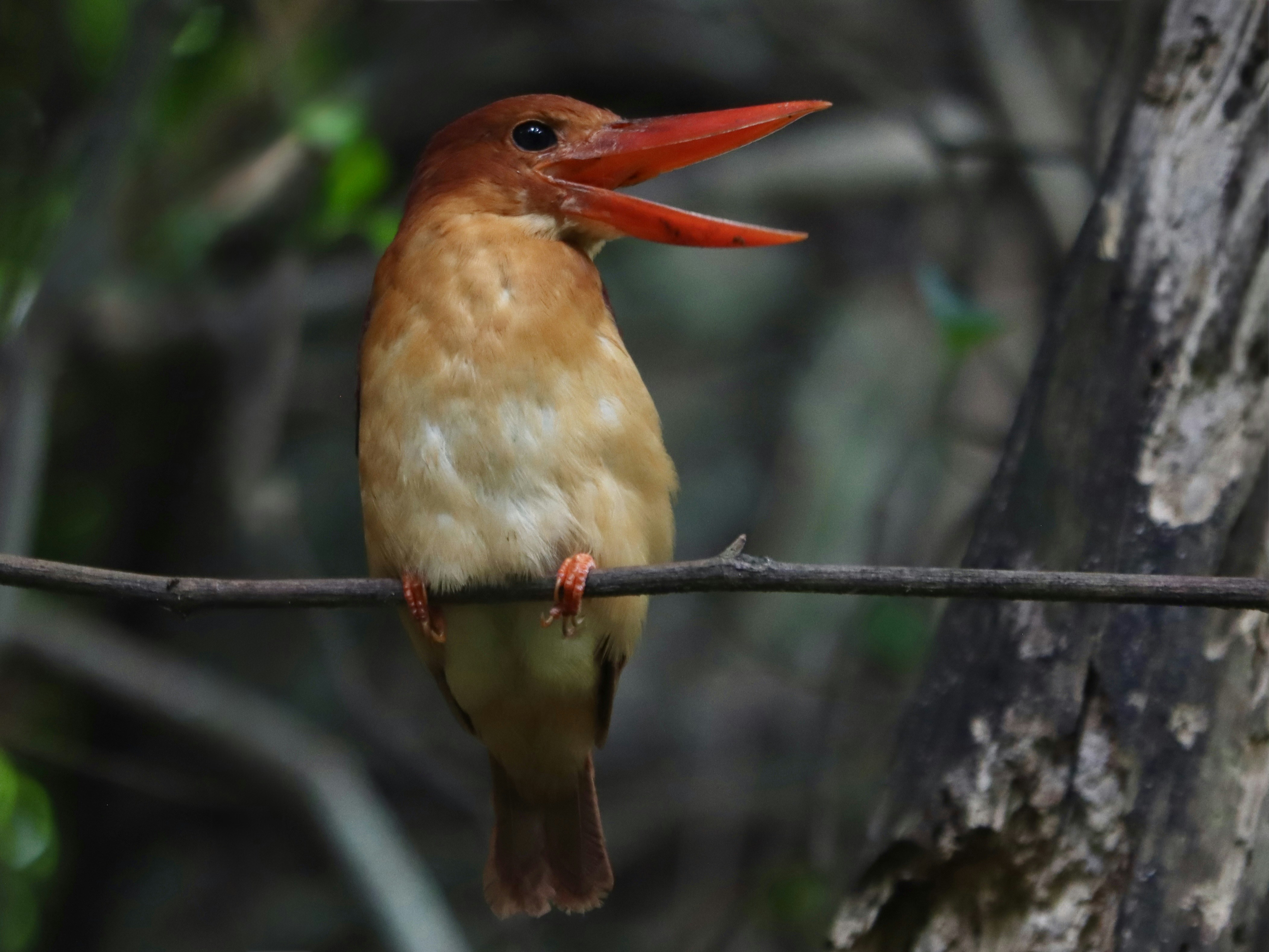 Un maldito martín pescador posado en una rama con la boca abierta.