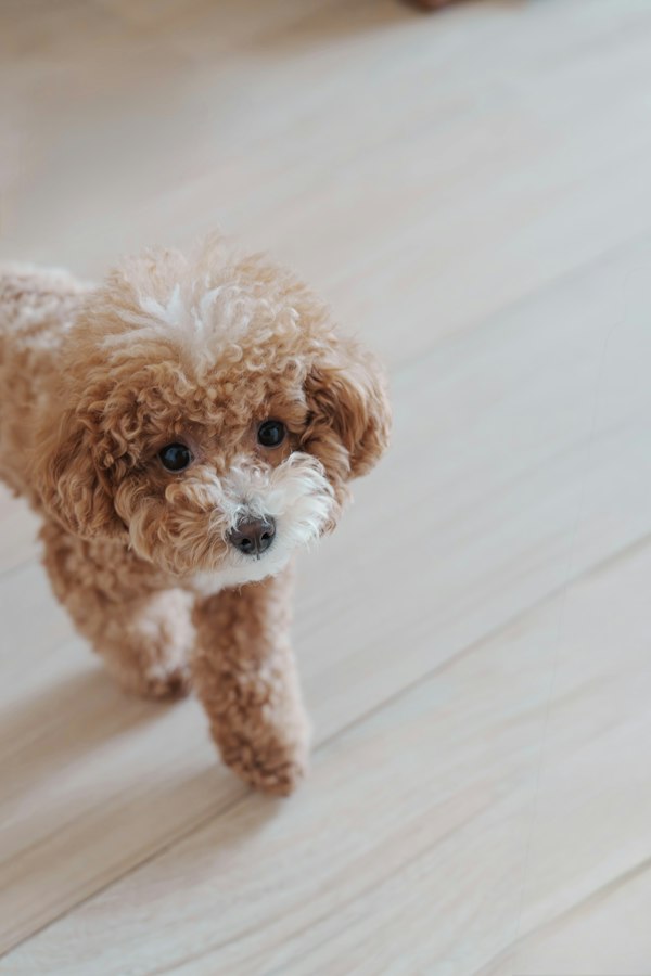 A fluffy brown poodle on a wooden floor