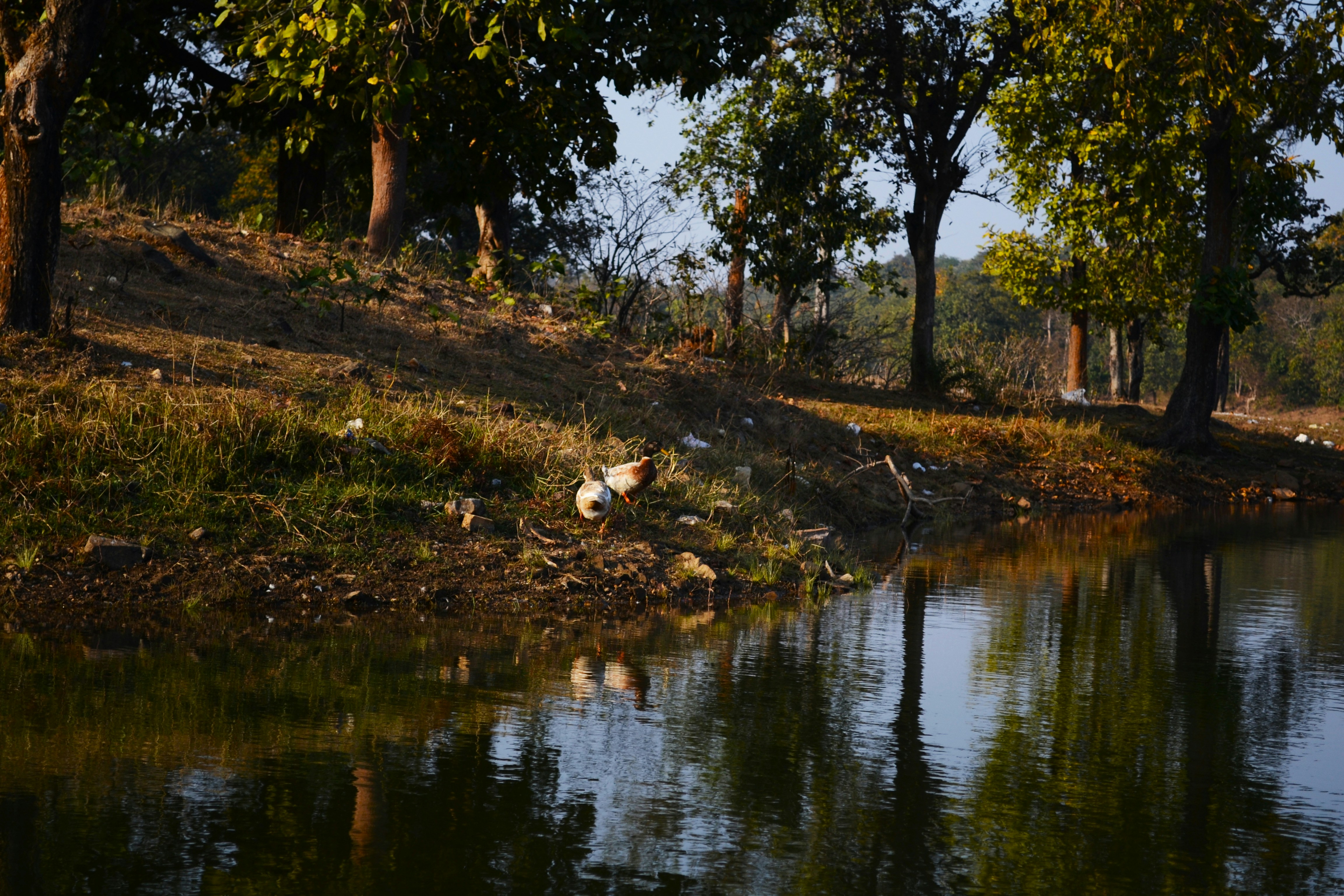 Birds gathered by a calm lake in a wooded area