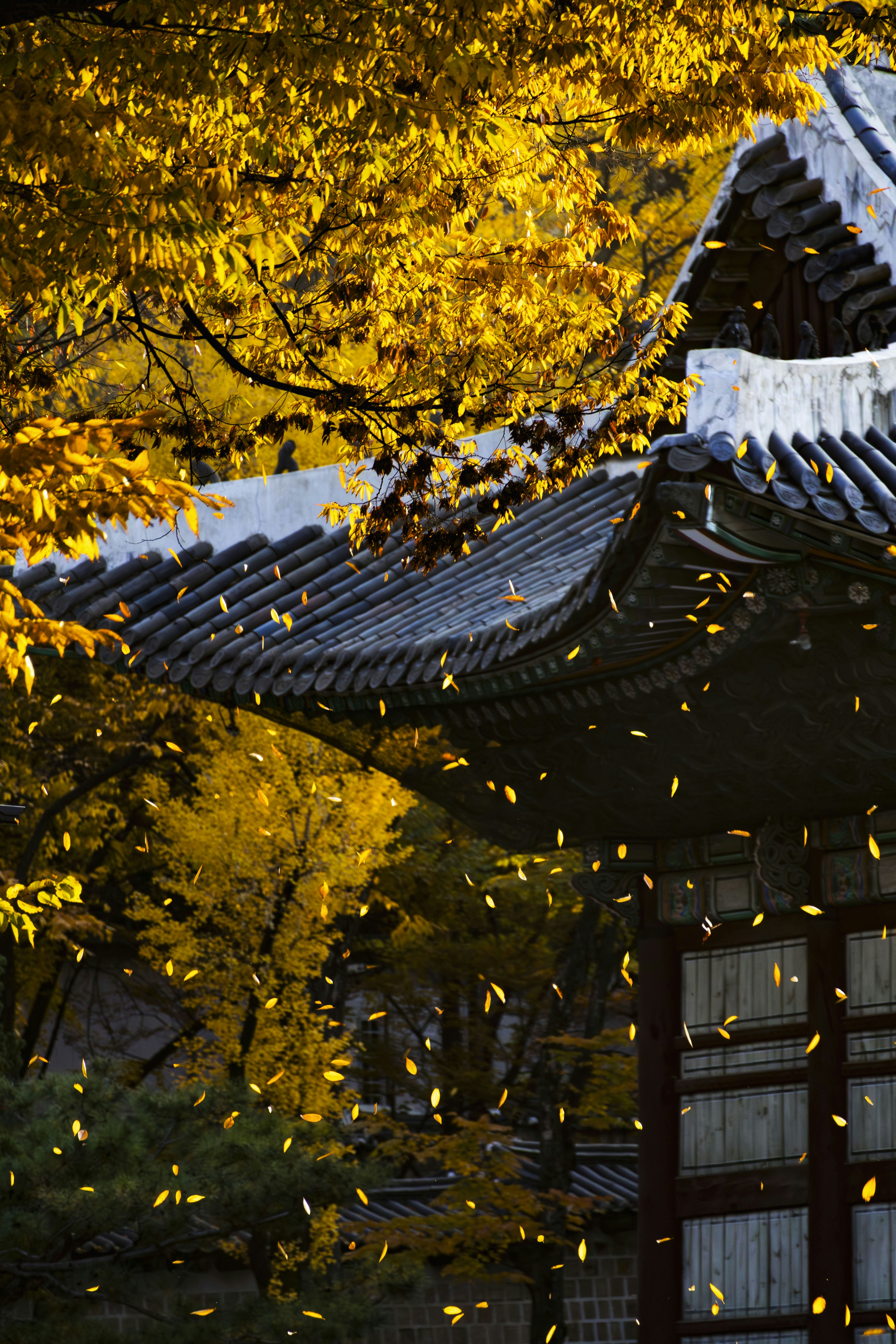 Photo by yangluhan091