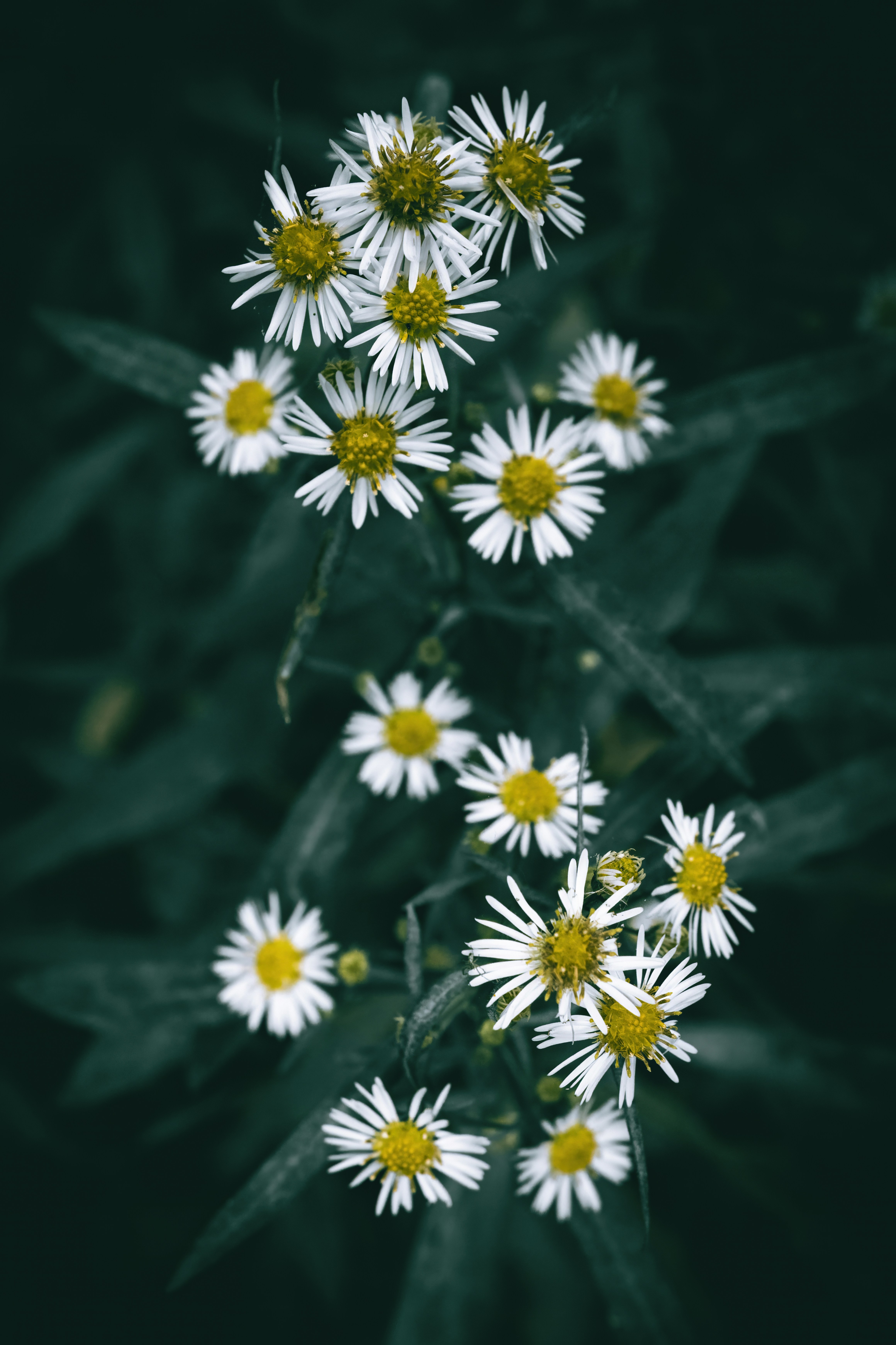 Photo by wyxina