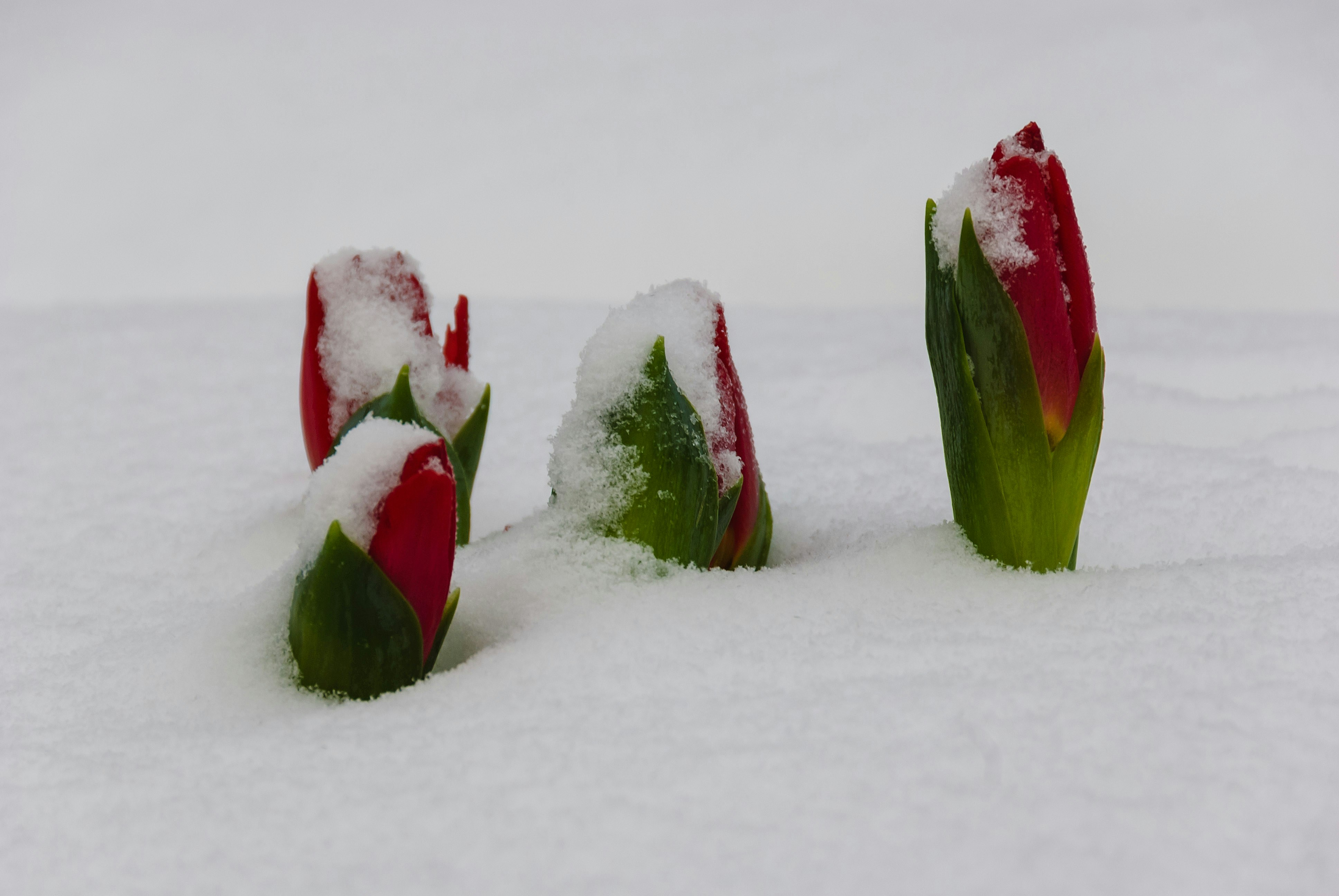 Red tulip buds covered in snow