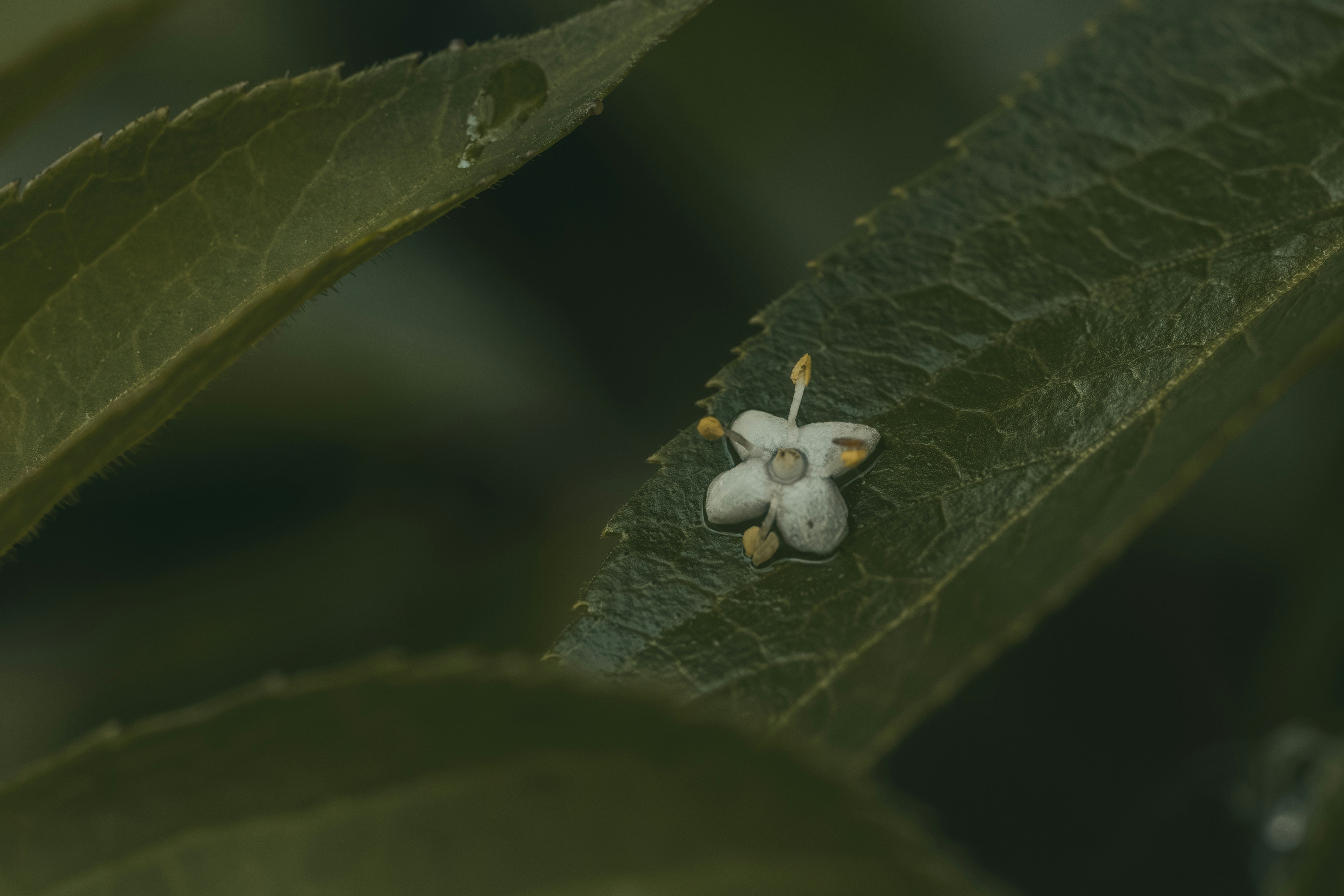 A tiny white flower rests on a green leaf.