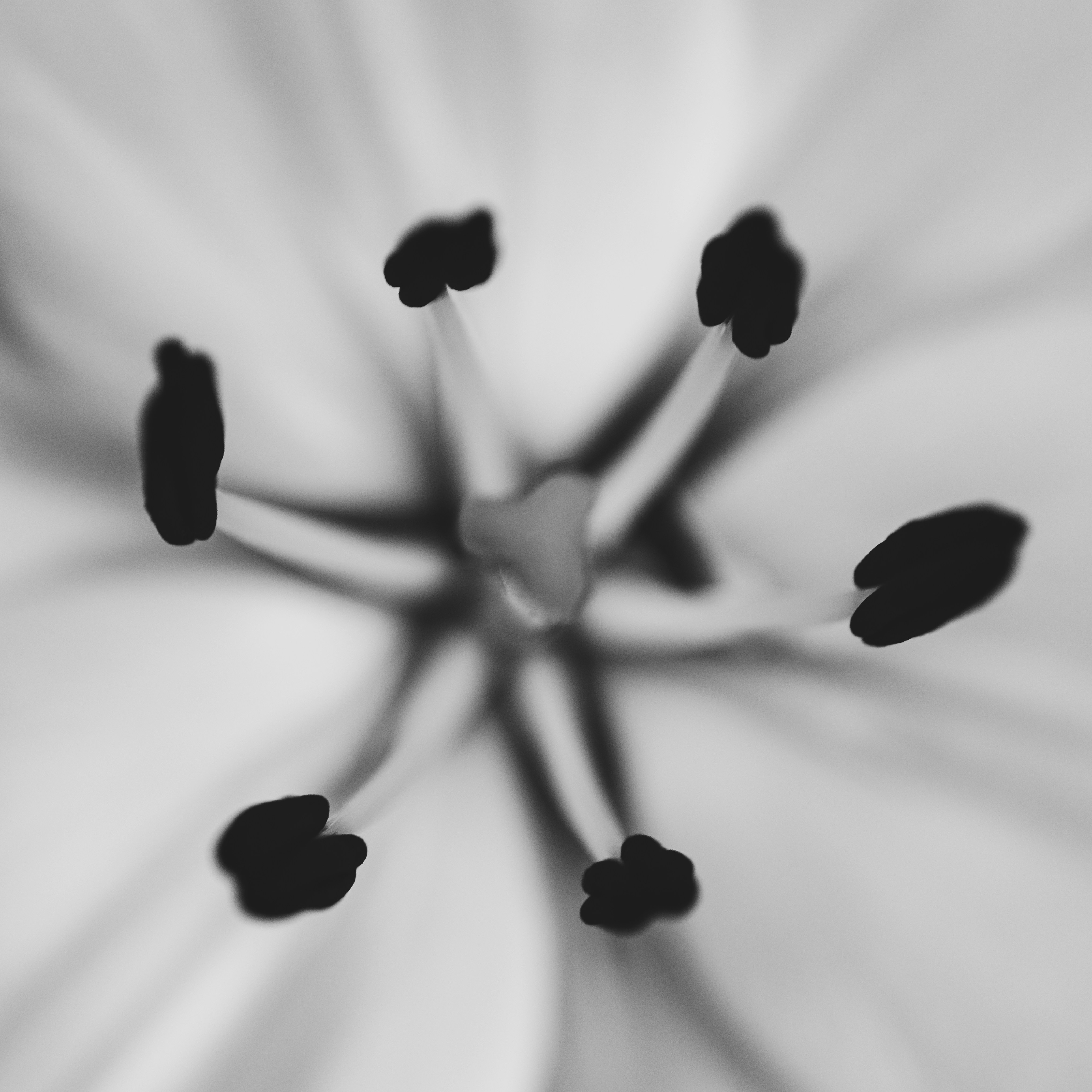 Primer plano del estambre y el pistilo de una flor