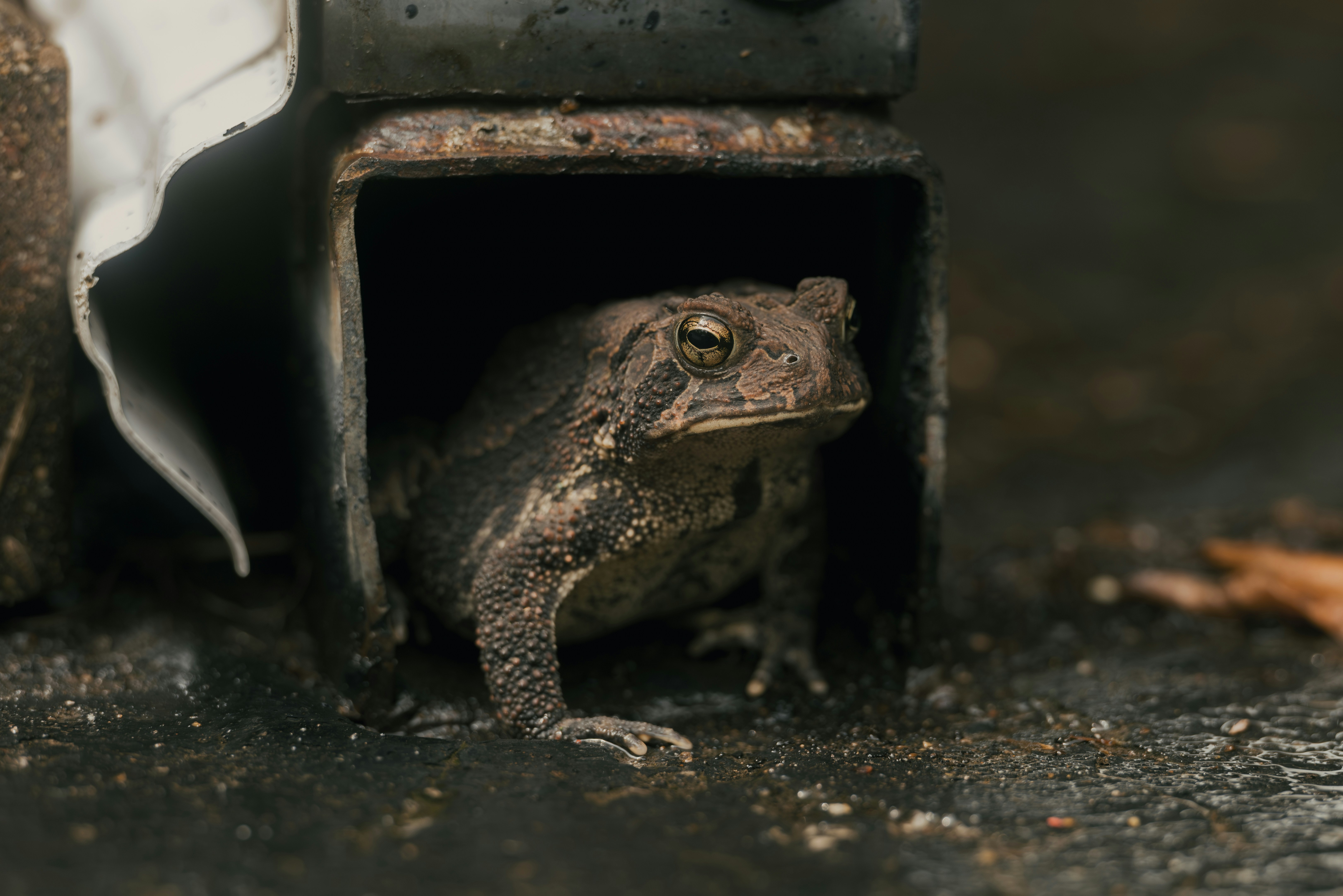 Seekor katak mengintip keluar dari lubang gelap.