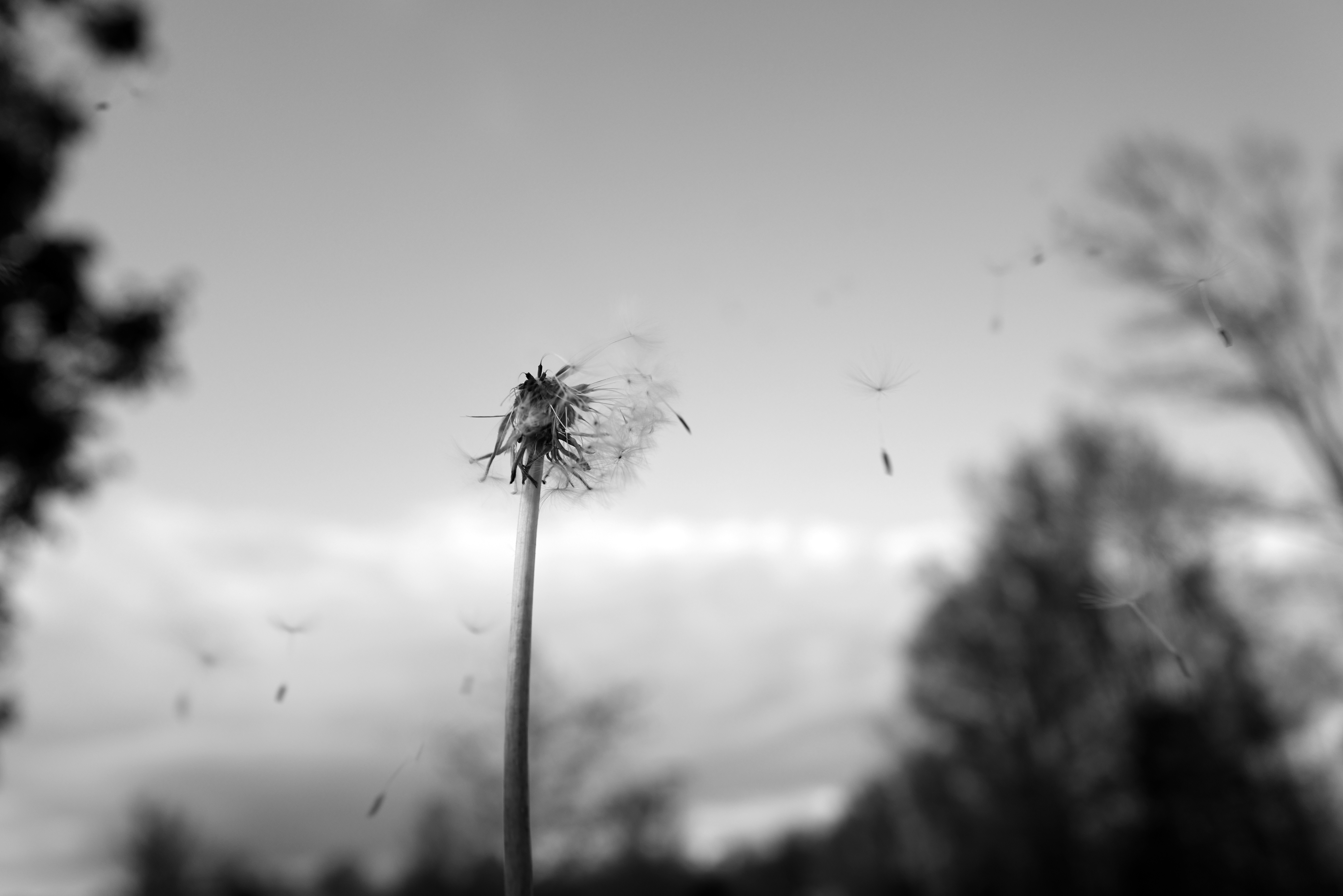 Dandelion seeds blowing in the wind