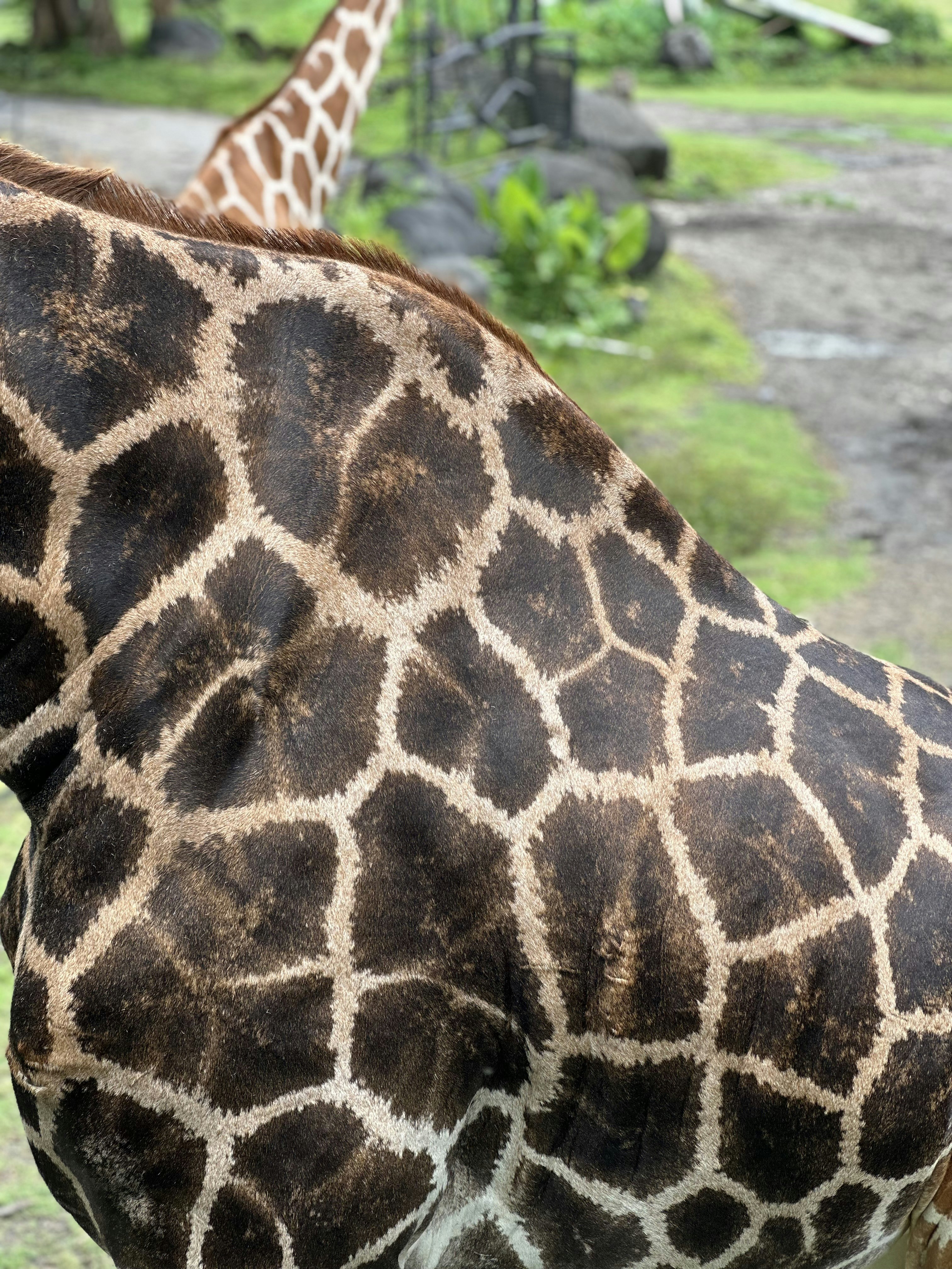 Close-up of giraffe's patterned skin with another giraffe in background