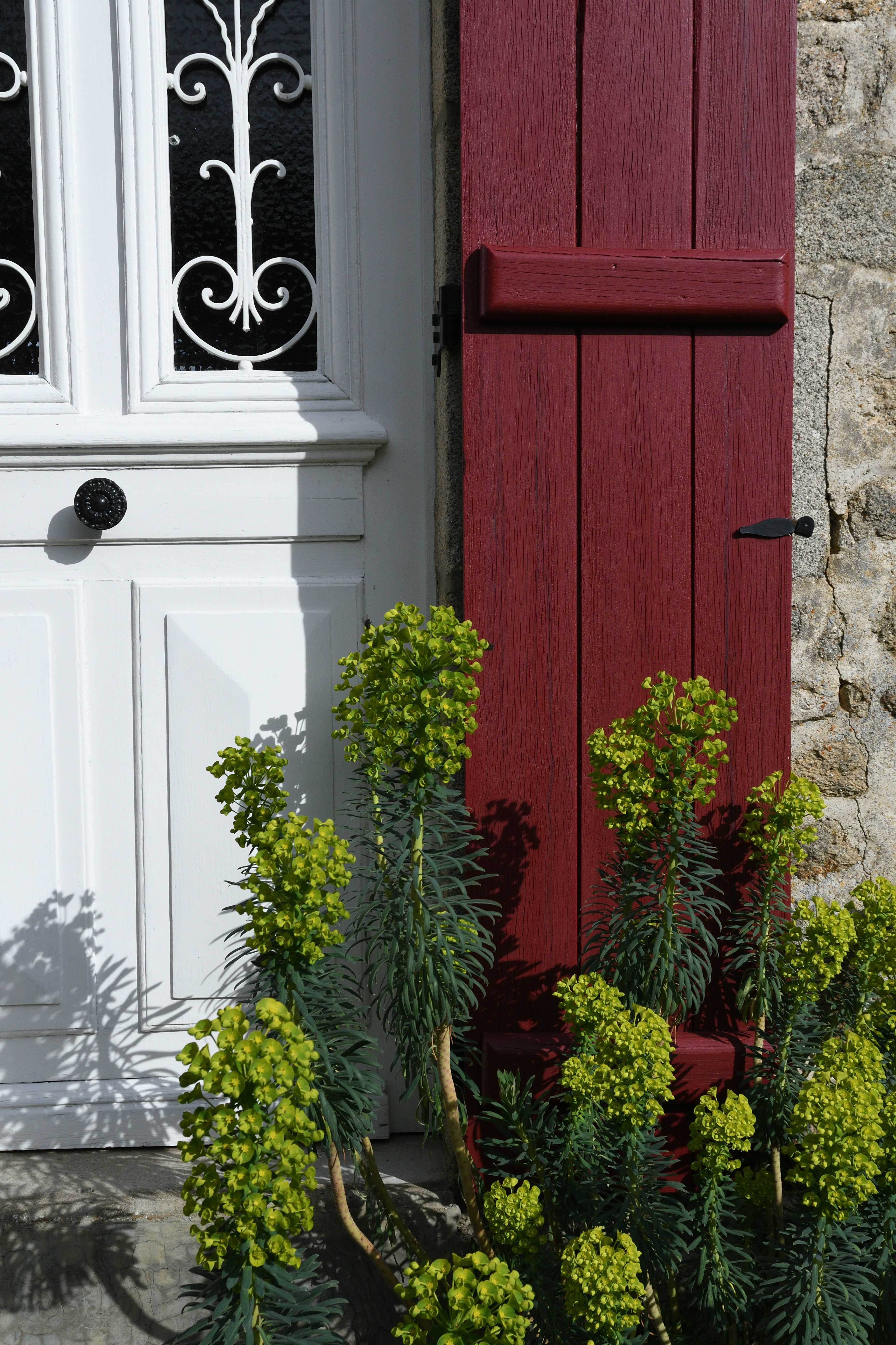 赤いシャッターと緑の植物がついた白いドア