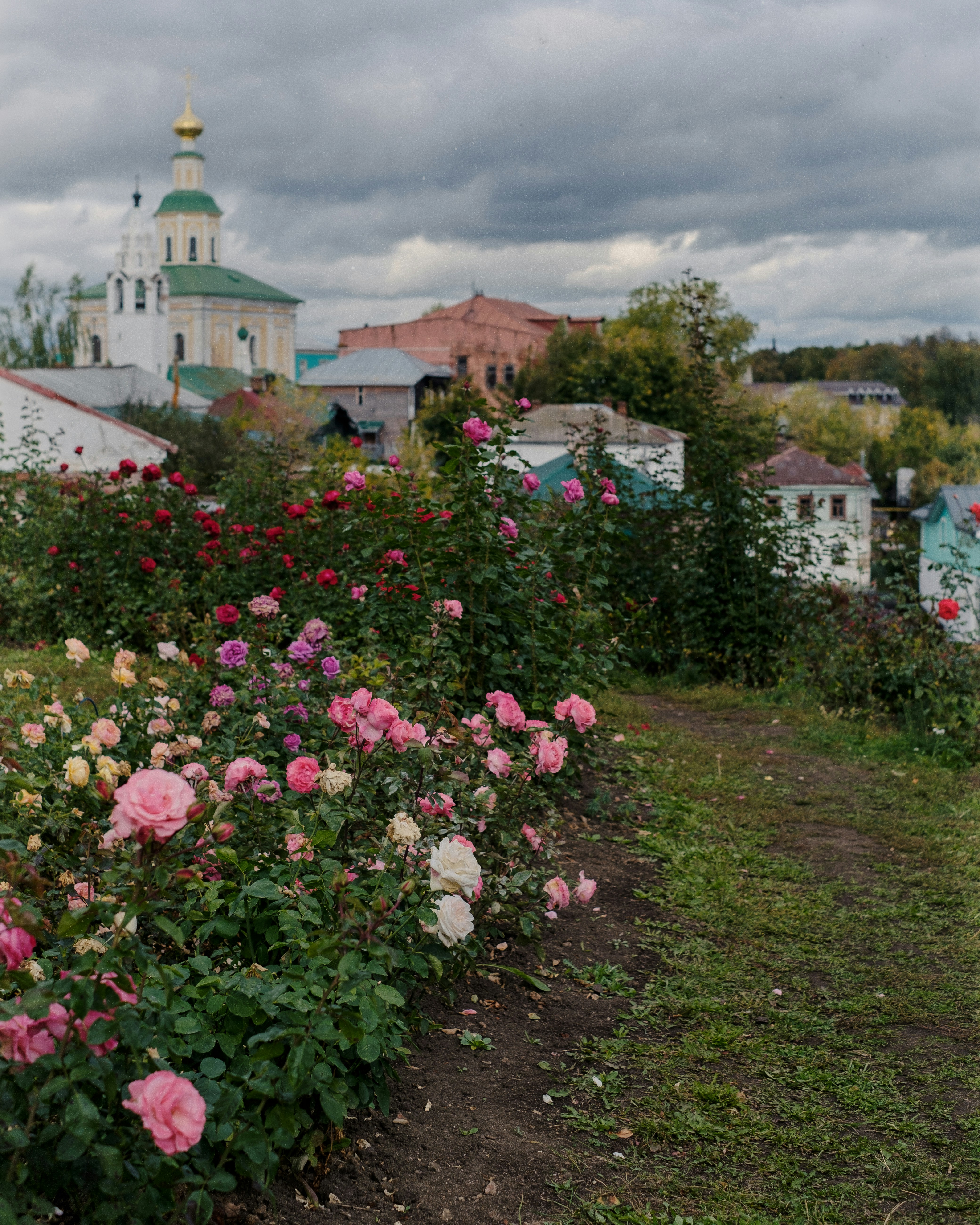 Blooming rose bushes with a church in the background.