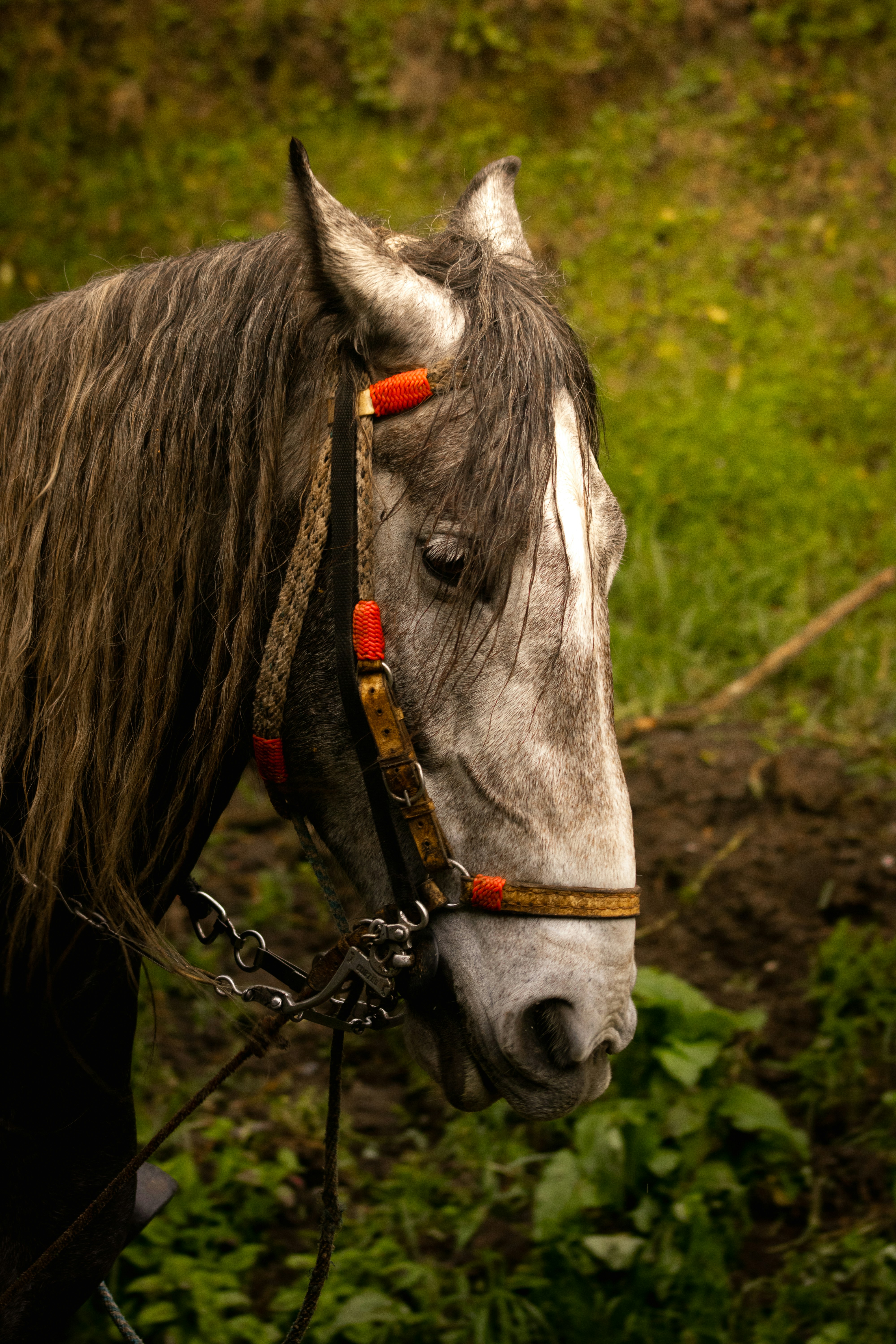 A close up of a horse's head with a bridle