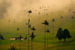 Tall palm trees on a misty, green hillside
