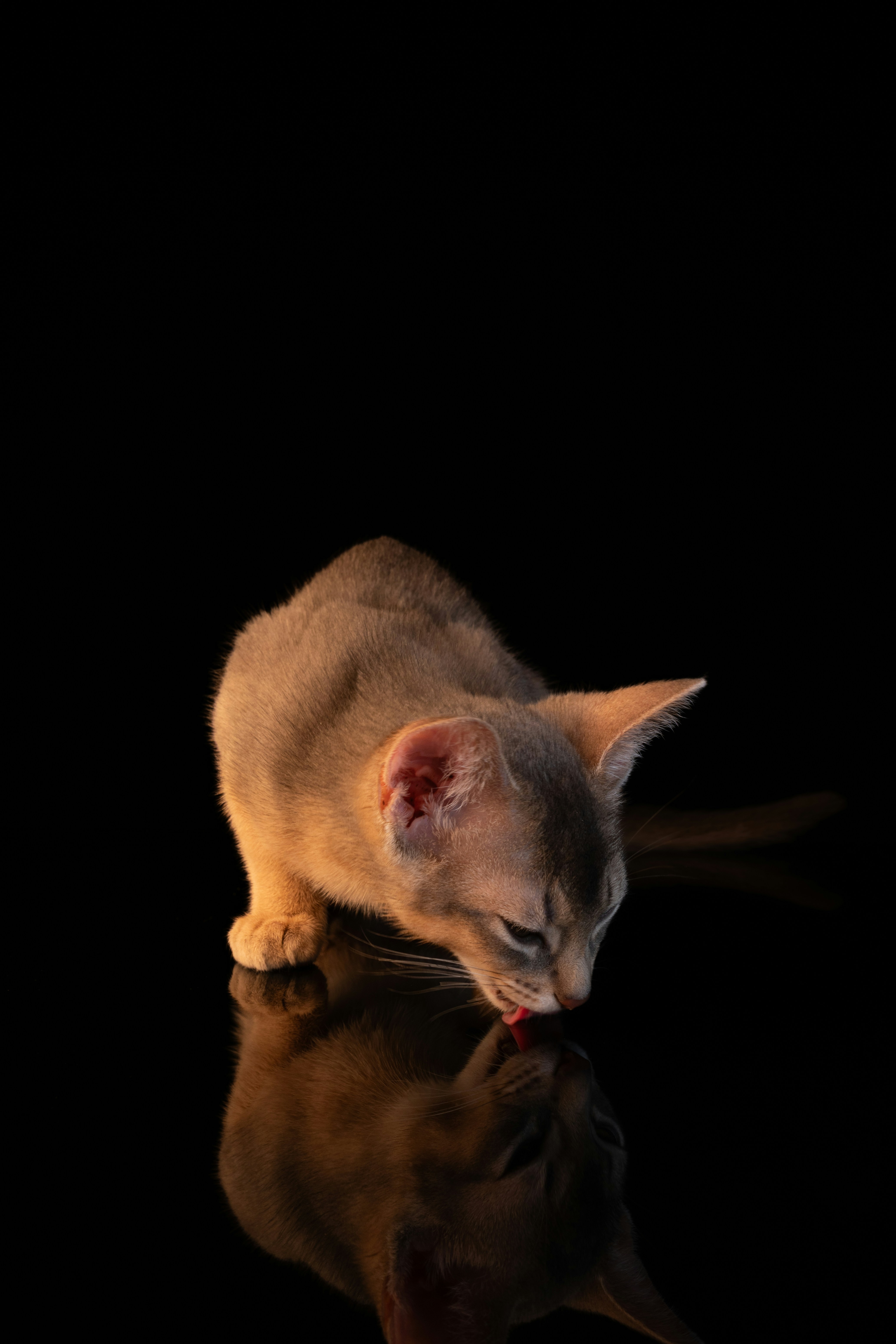 Un giovane gatto beve acqua da una superficie riflettente.