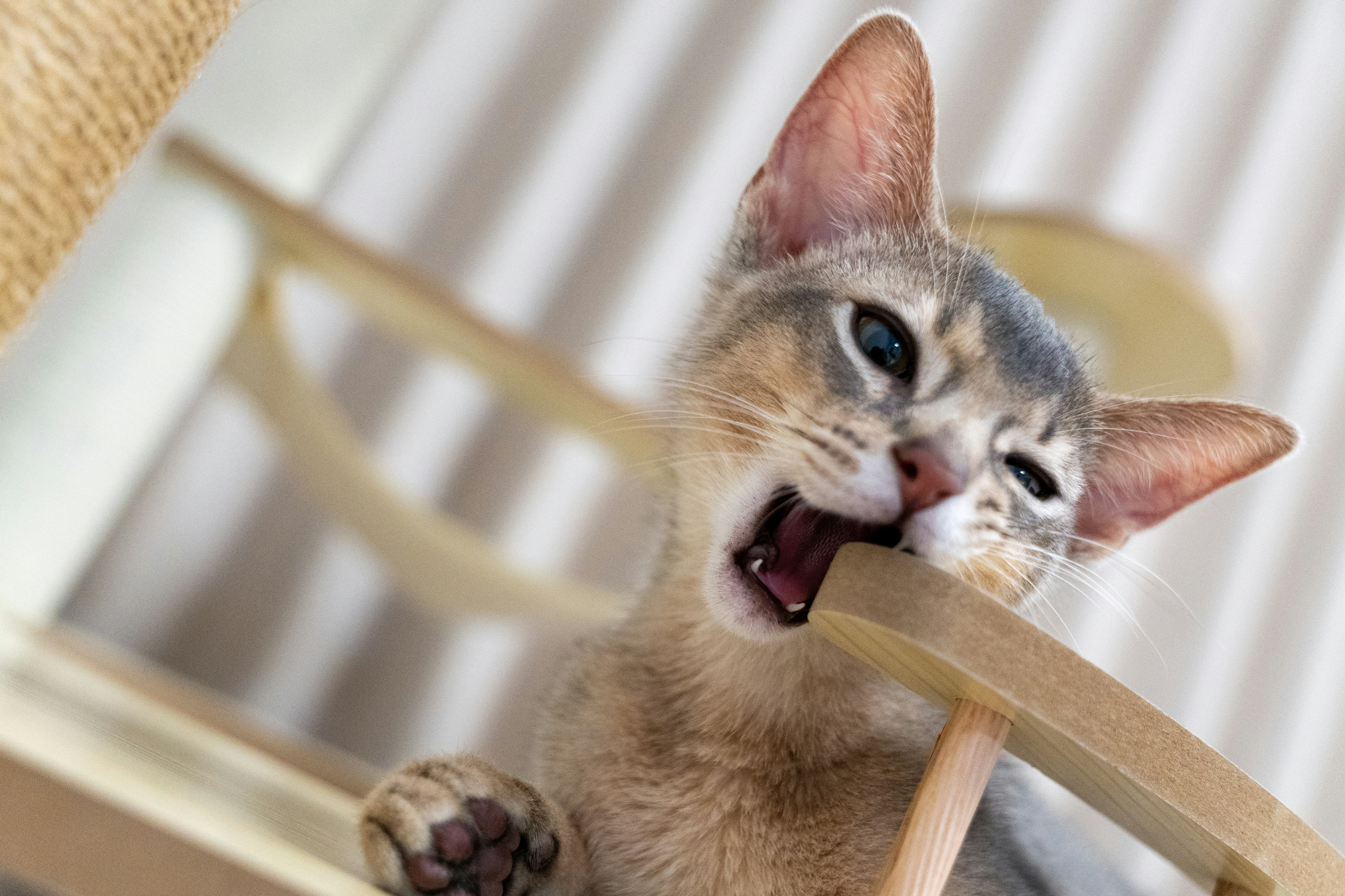 A young cat chews on a wooden chair.