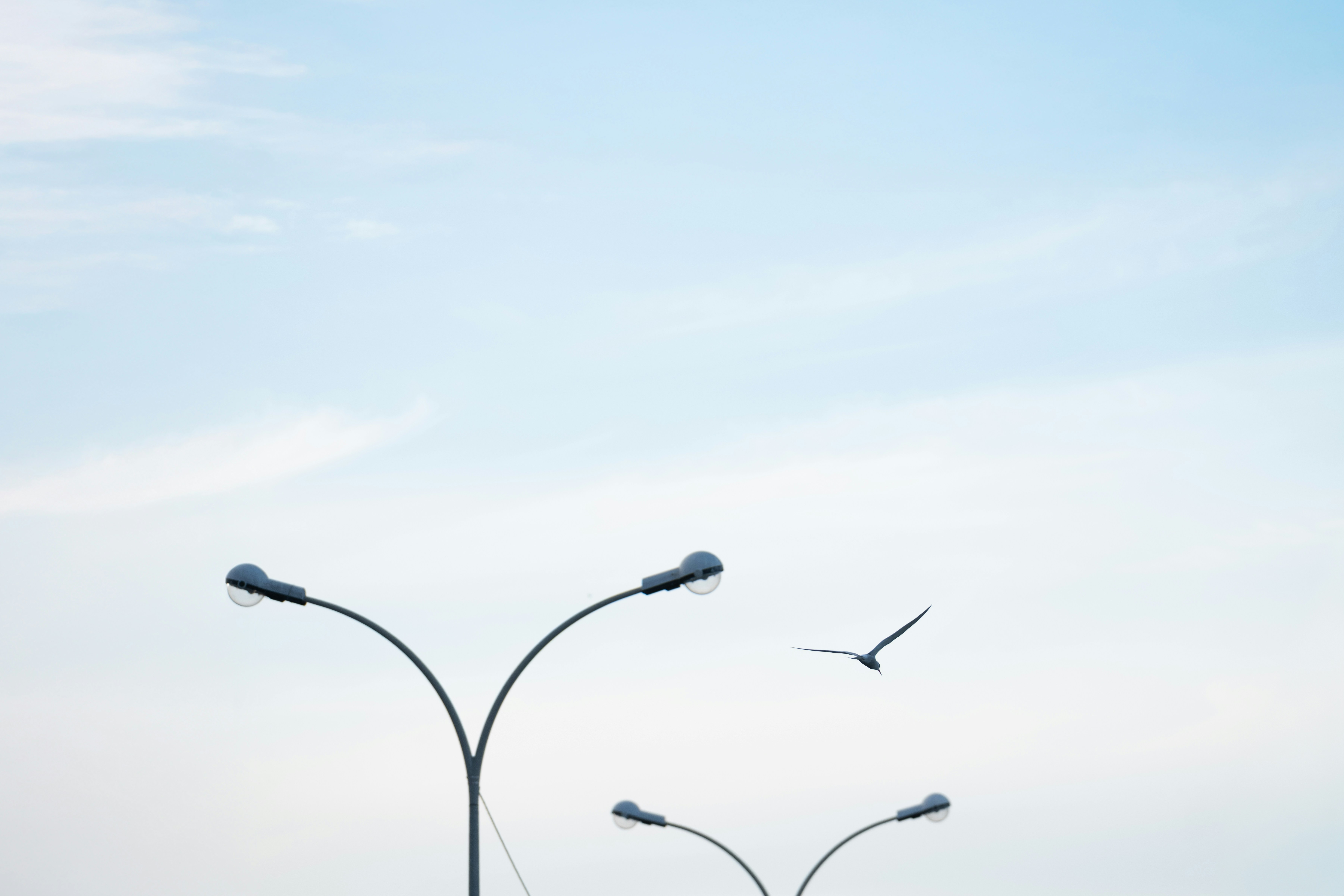 Due lampioni e un uccello contro un cielo azzurro pallido