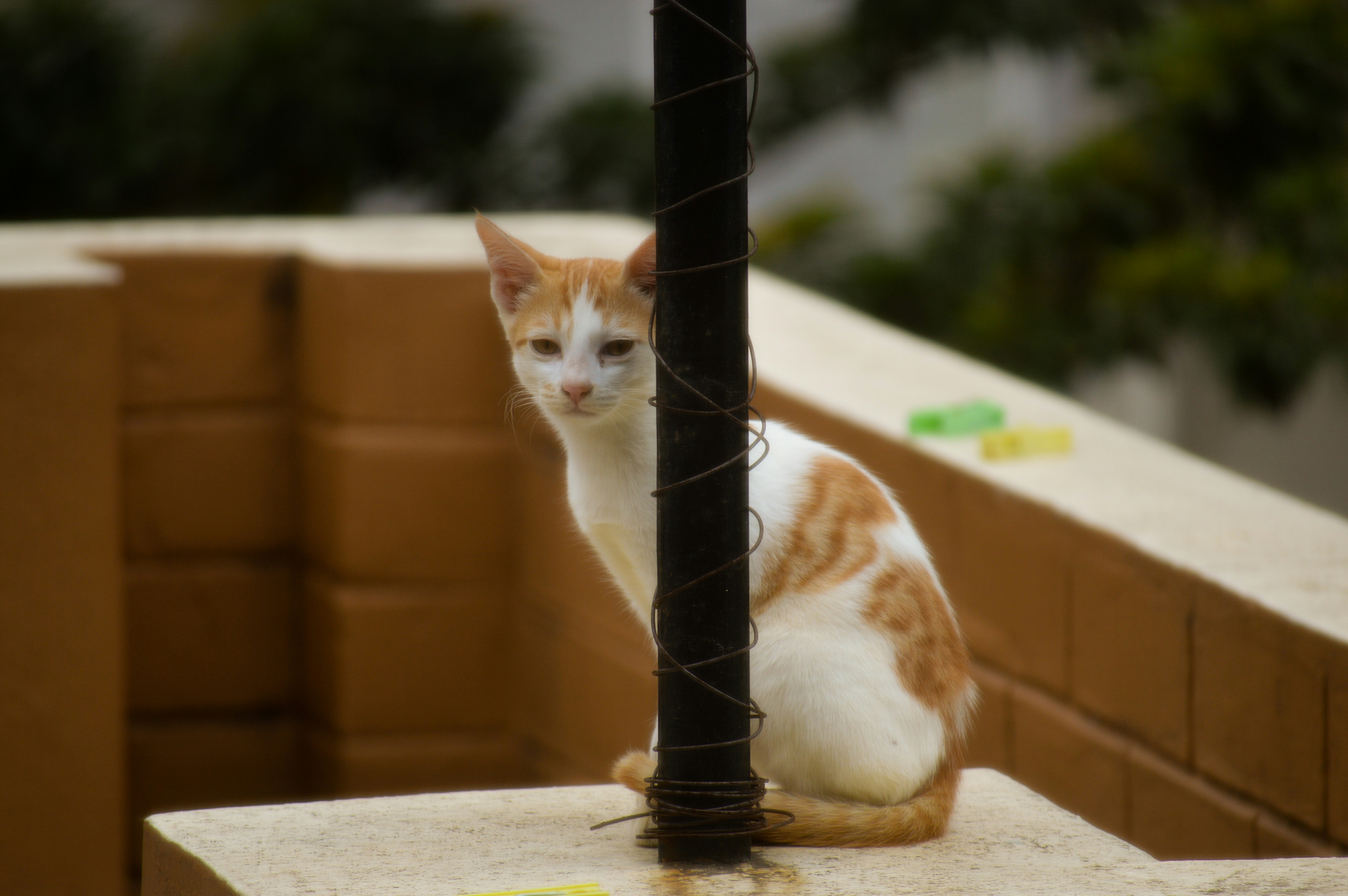 A white and orange cat peeks from behind a pole.