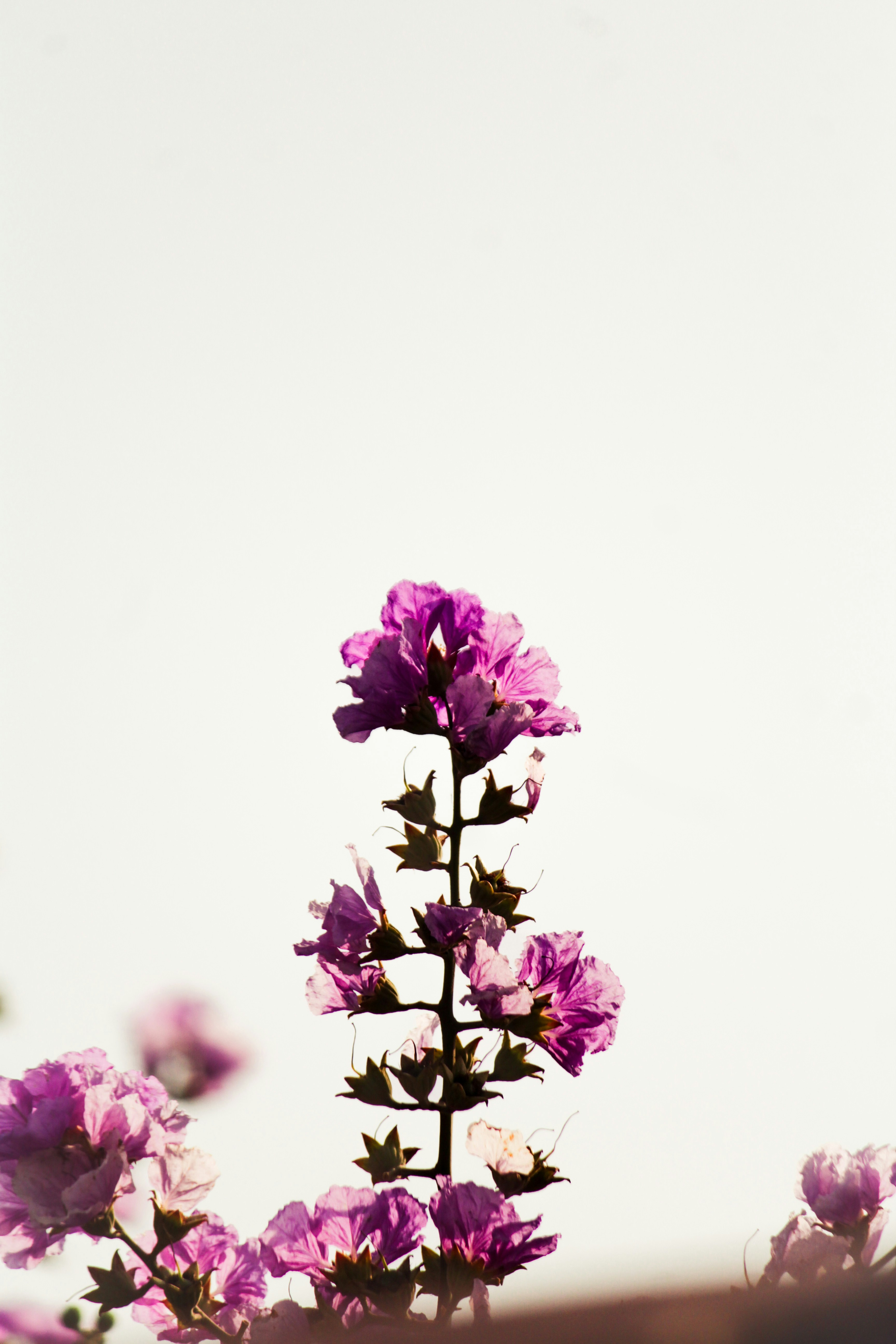 Photo by muhammad_shakir