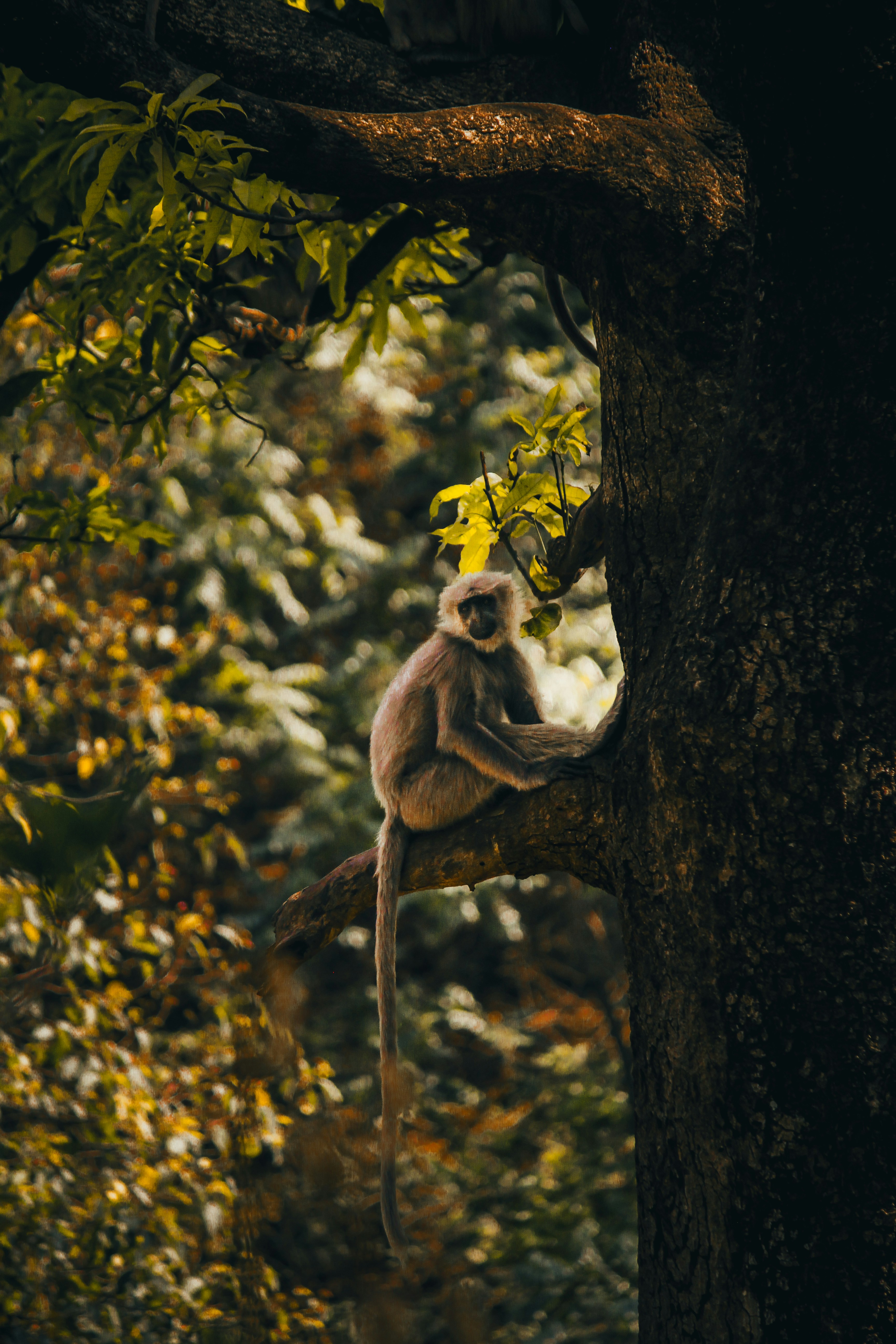 A monkey sits perched on a tree branch.