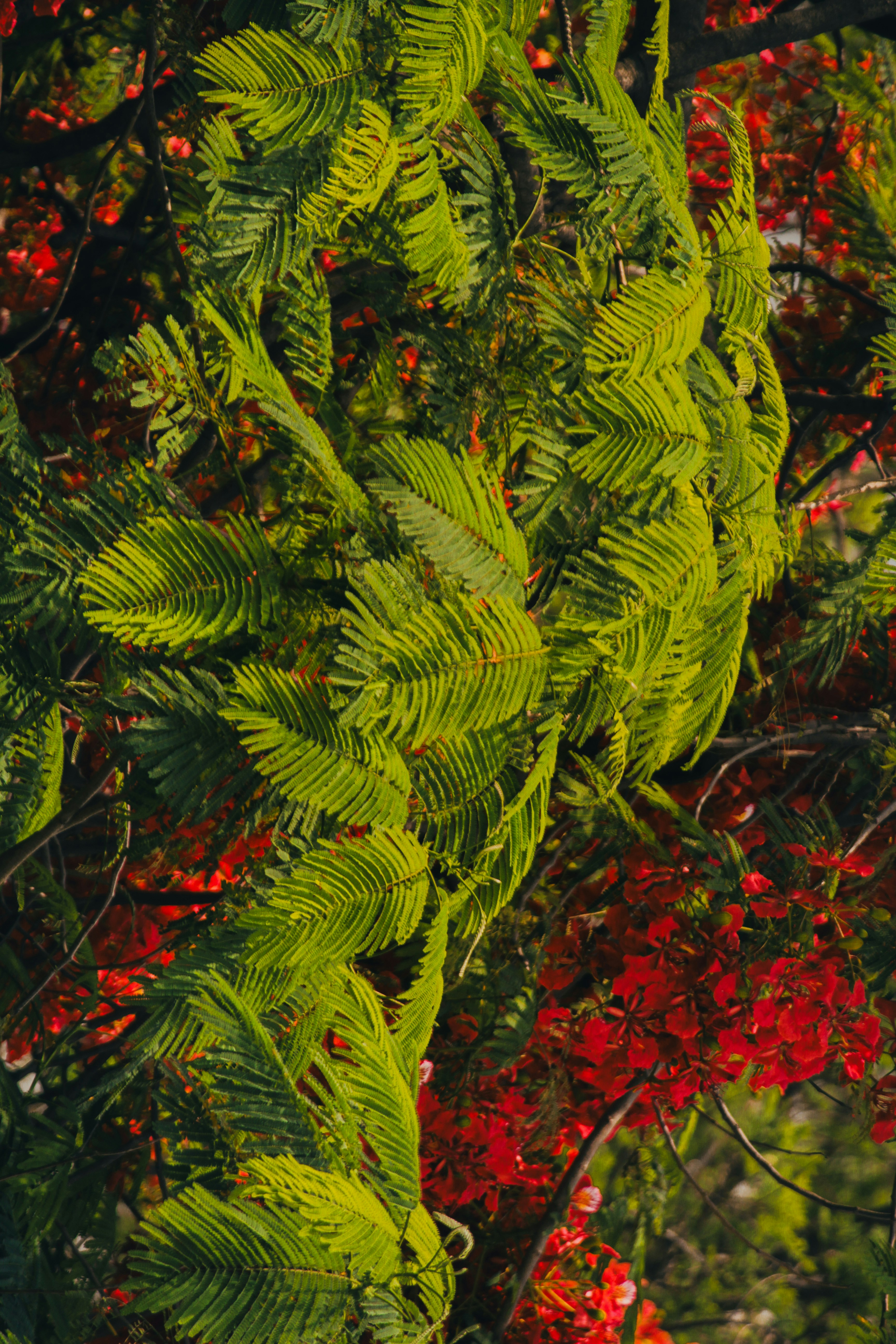 Lush green fern fronds with vibrant red flowers.