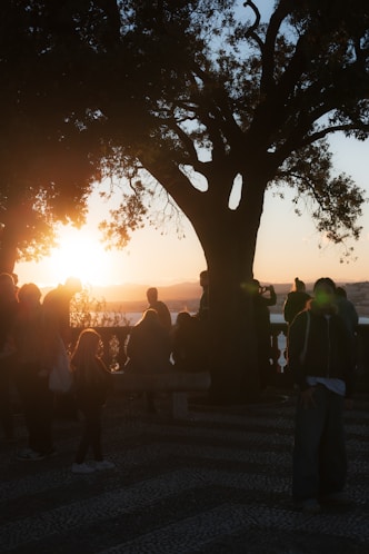 People watching sunset under a large tree