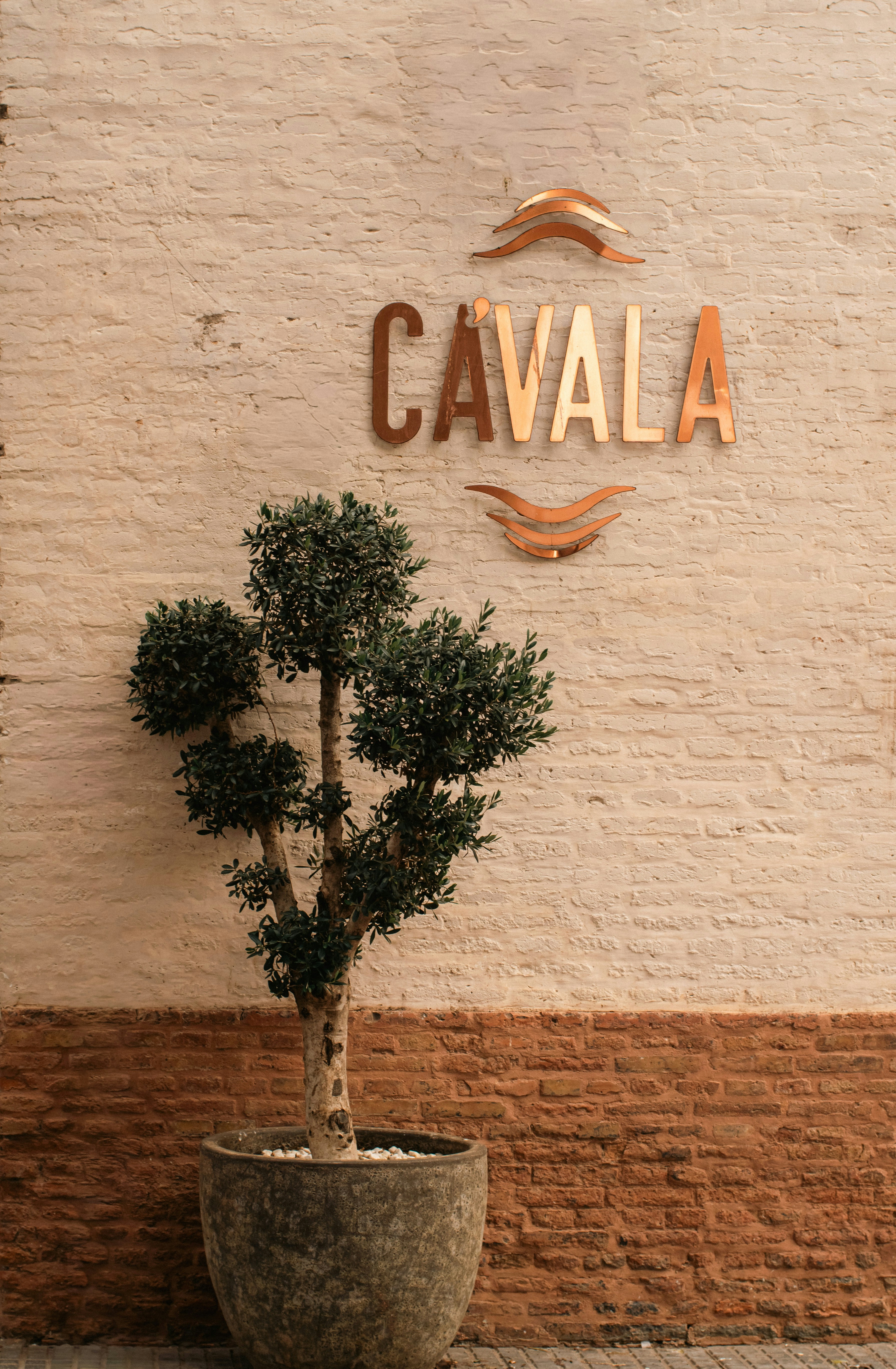 Ein Topfbaum steht an einer Backsteinmauer mit Beschilderung.