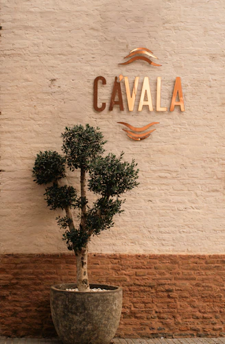 A potted tree stands against a brick wall with signage.