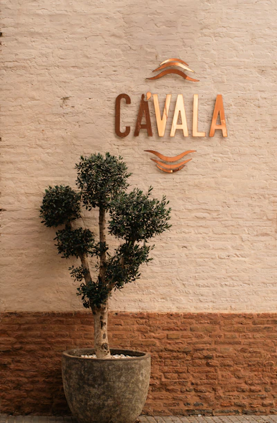 A potted tree stands against a brick wall with signage.