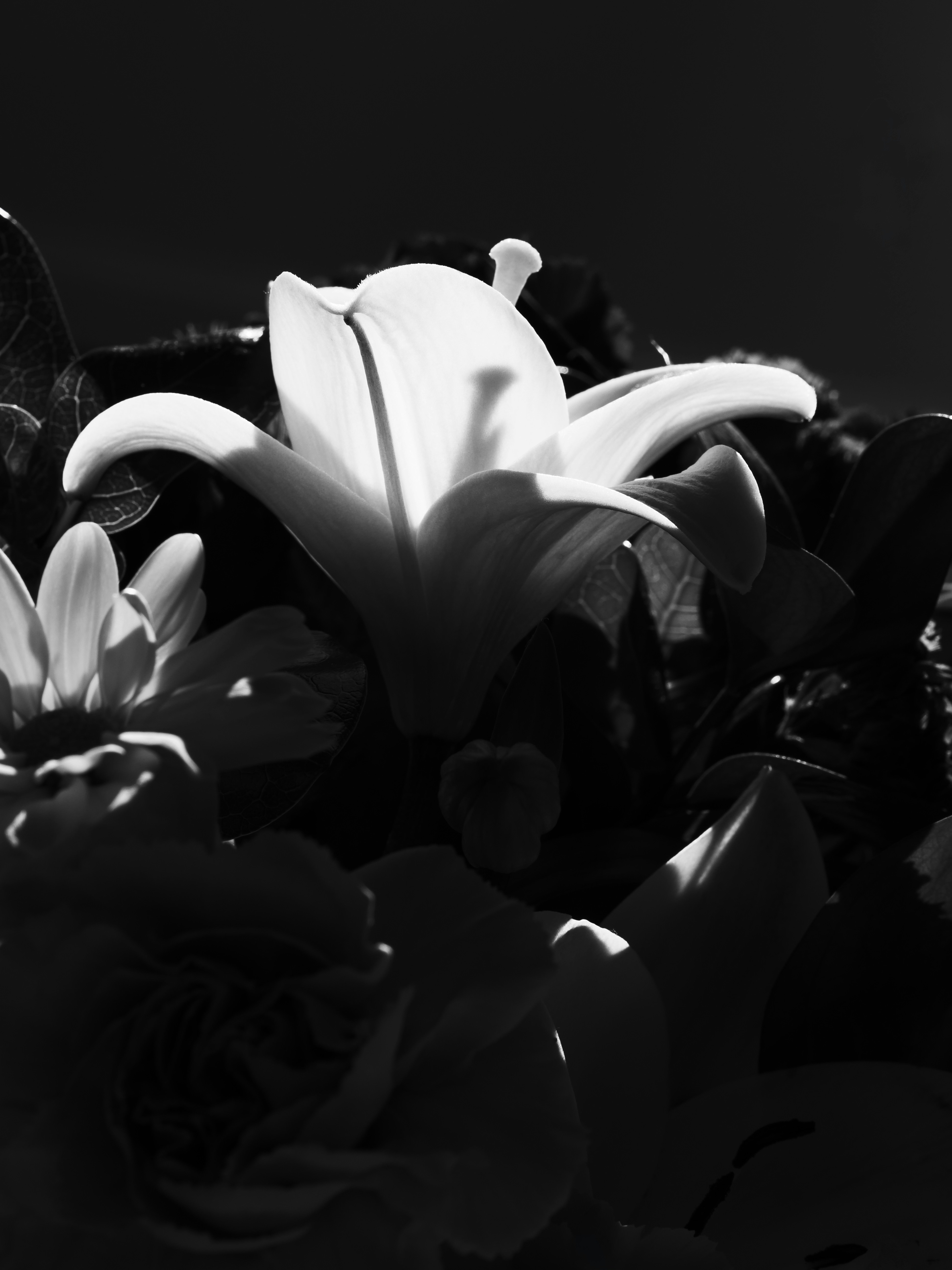 Photo by sschusterphotoart