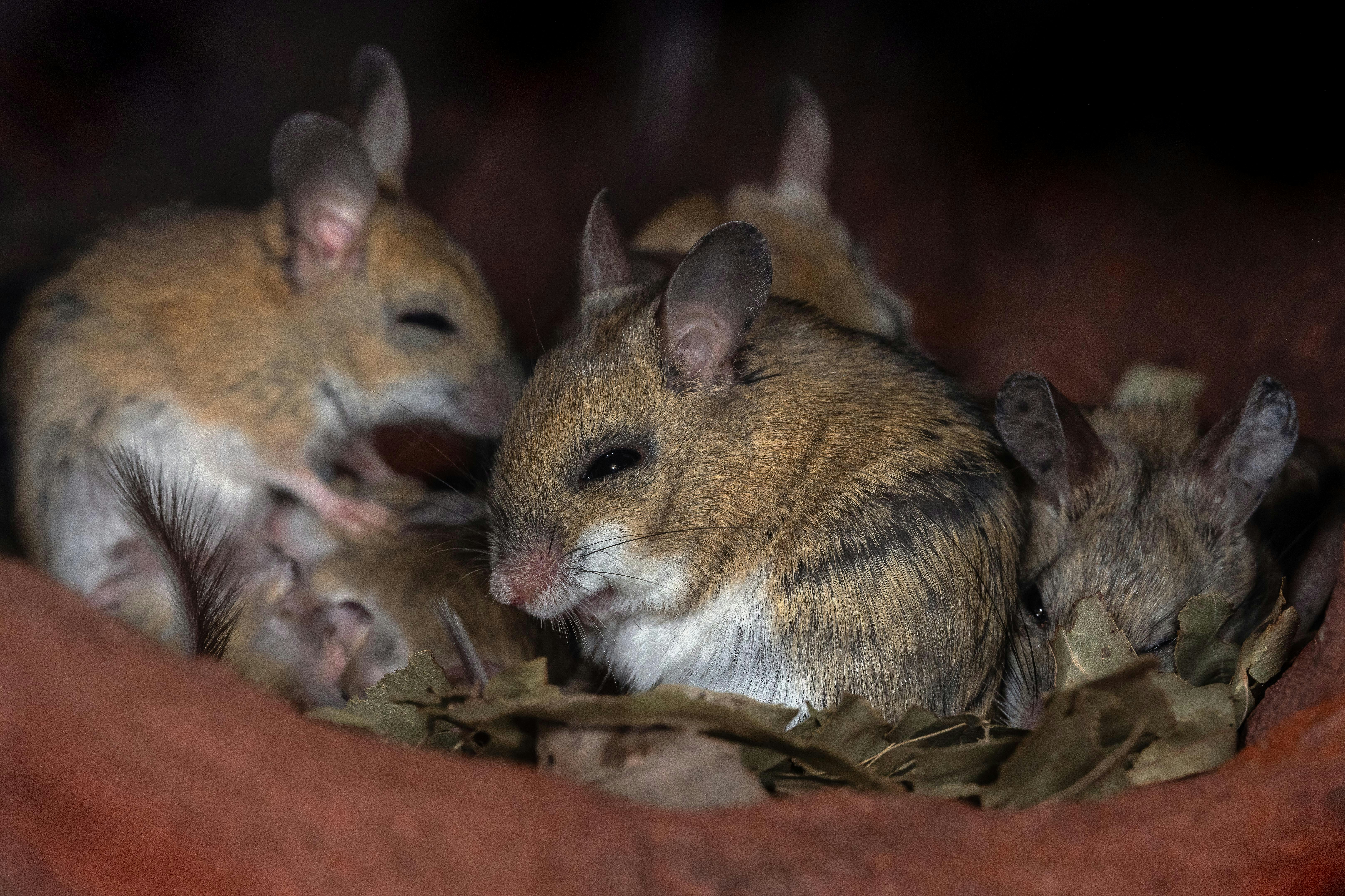 A group of small mice nestled together in dry leaves.