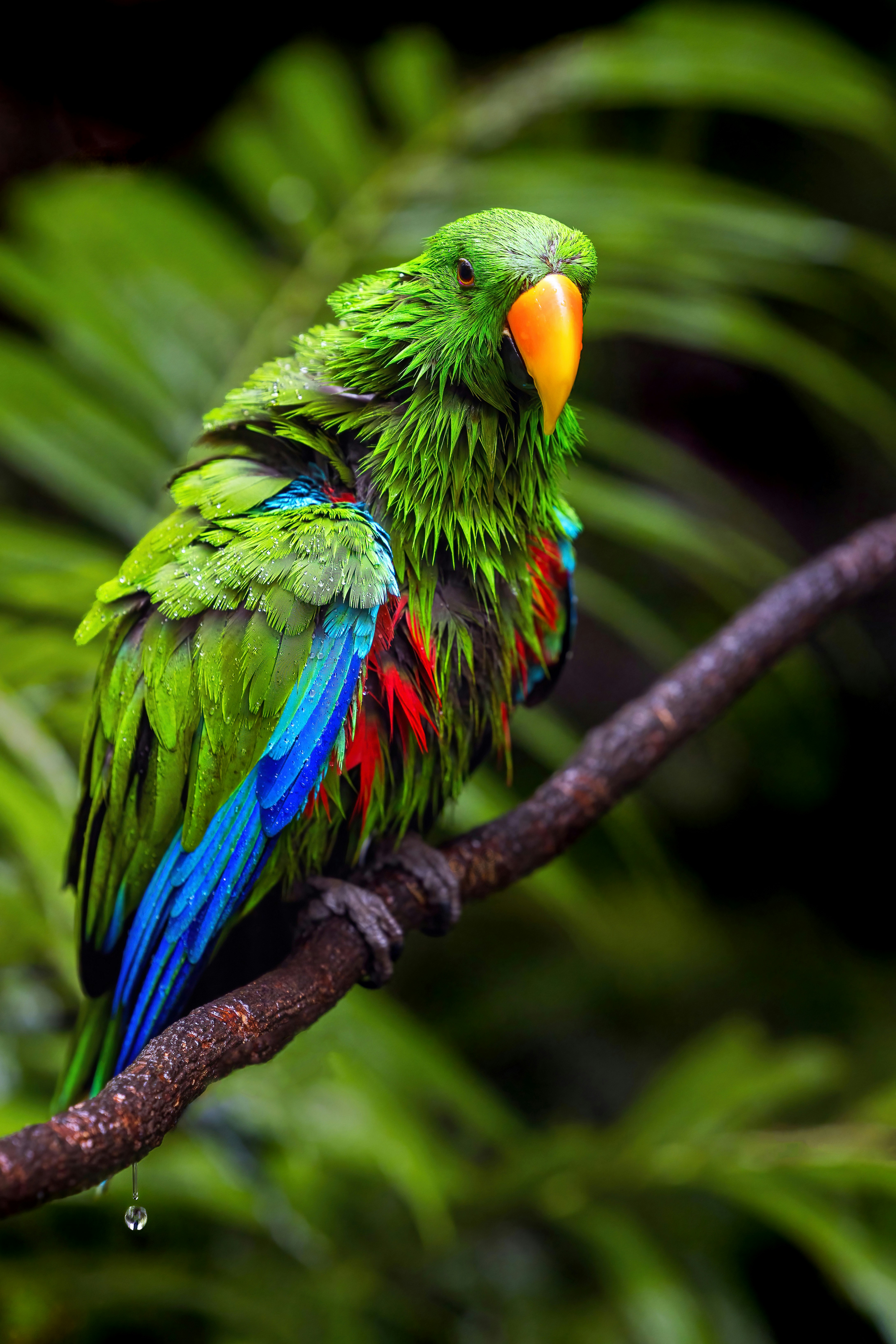 A wet green parrot with blue and red feathers