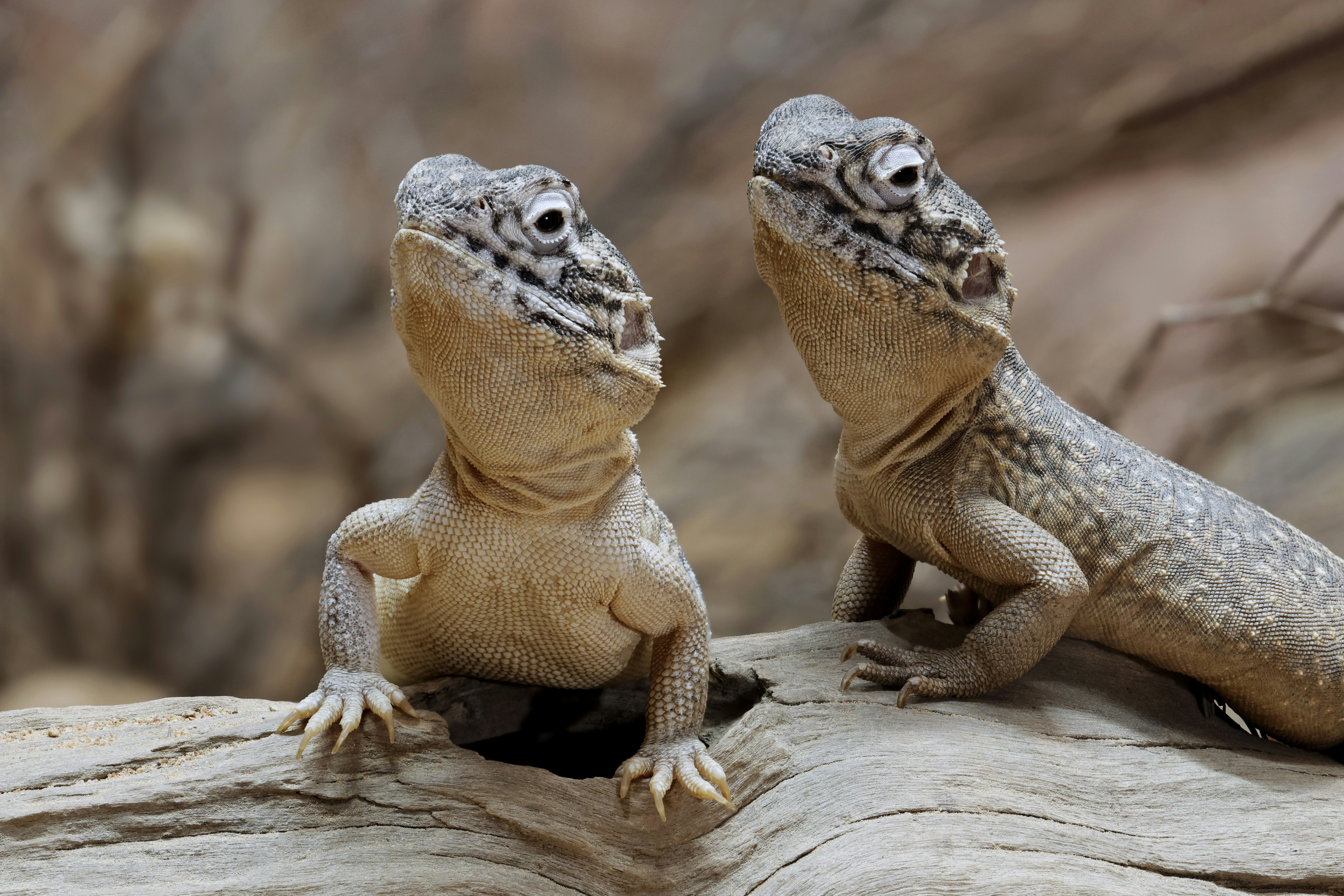 Two lizards perched on a log