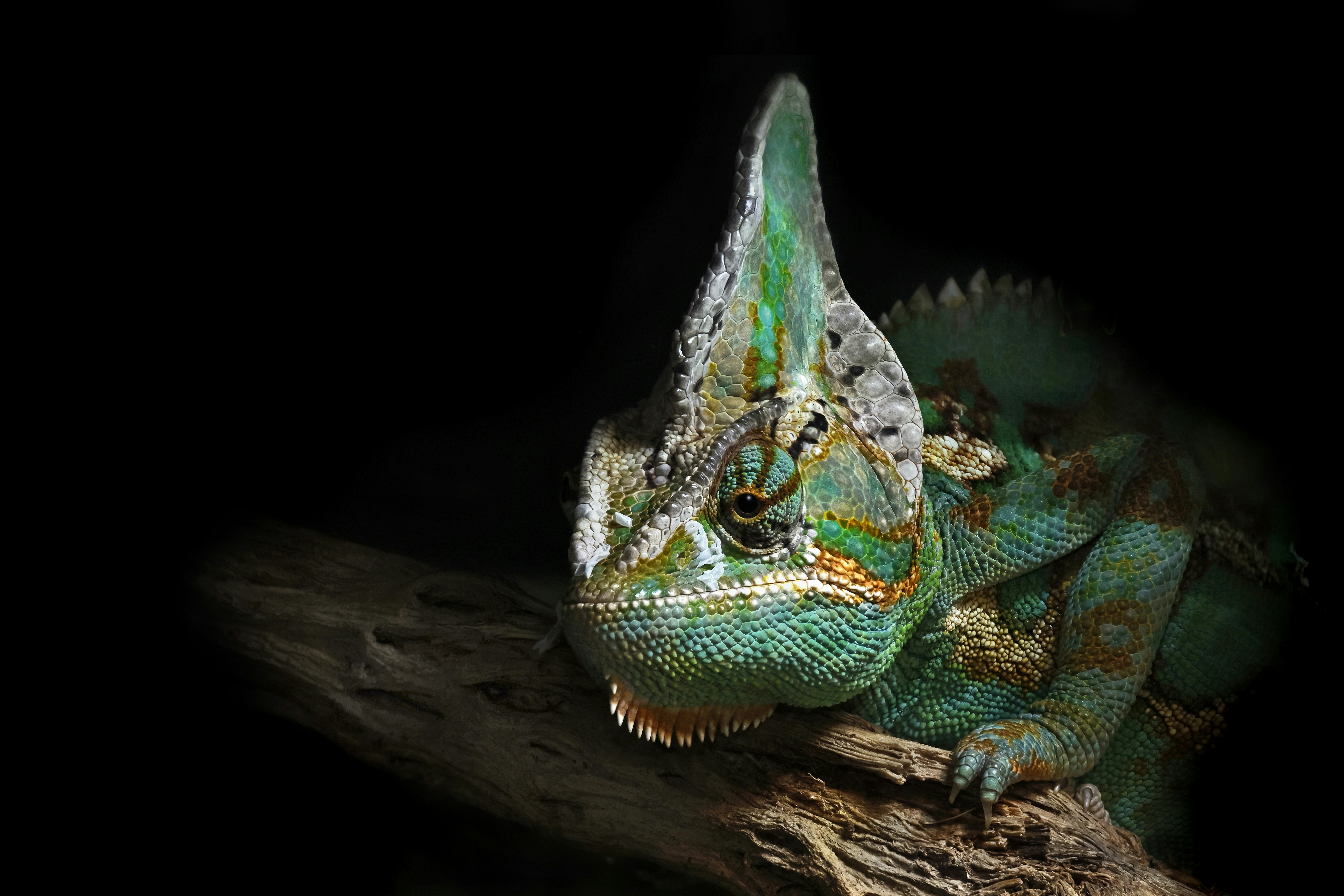 Veiled chameleon with a prominent crest on a dark background