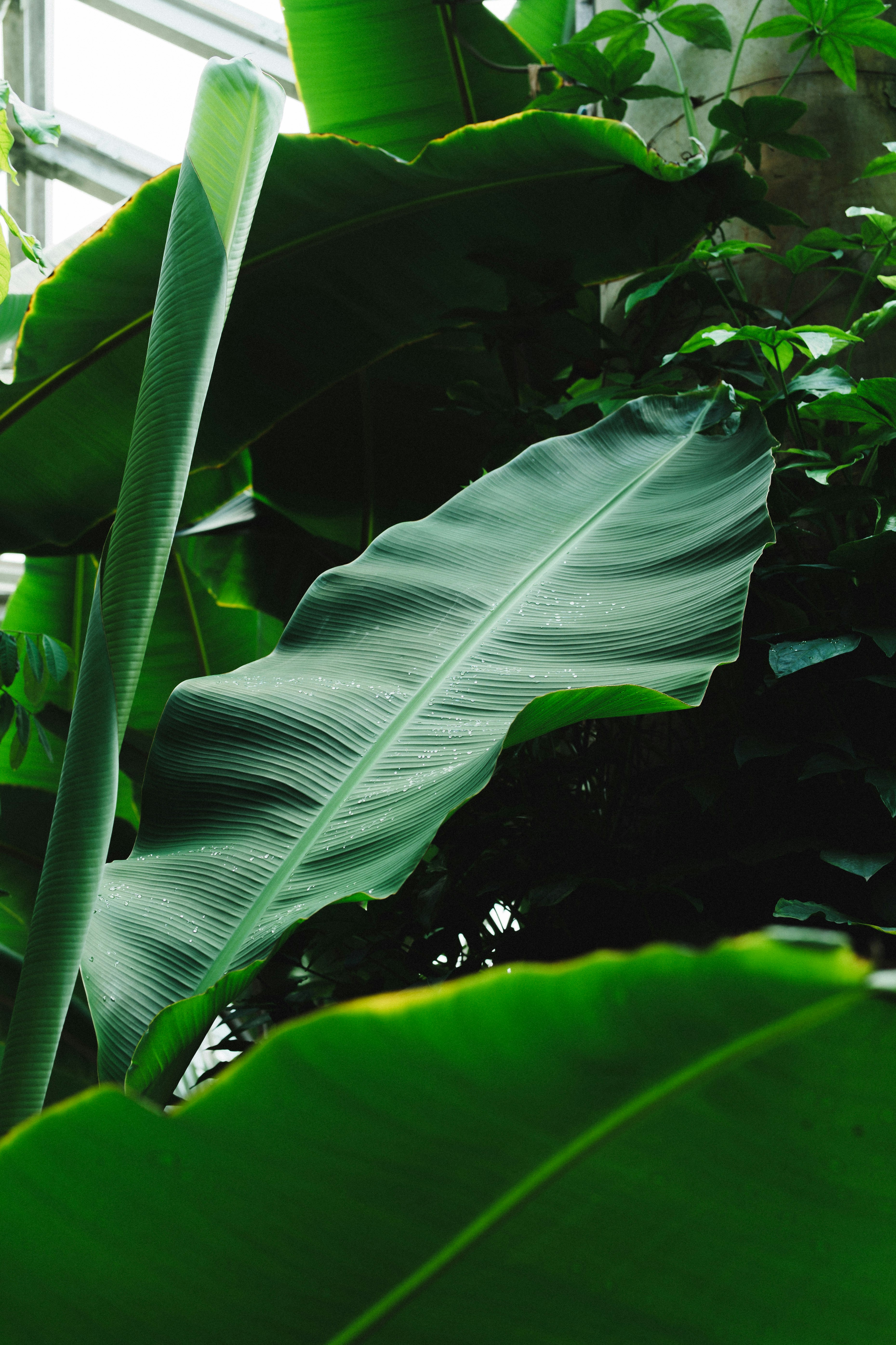Lush green tropical leaves in soft light