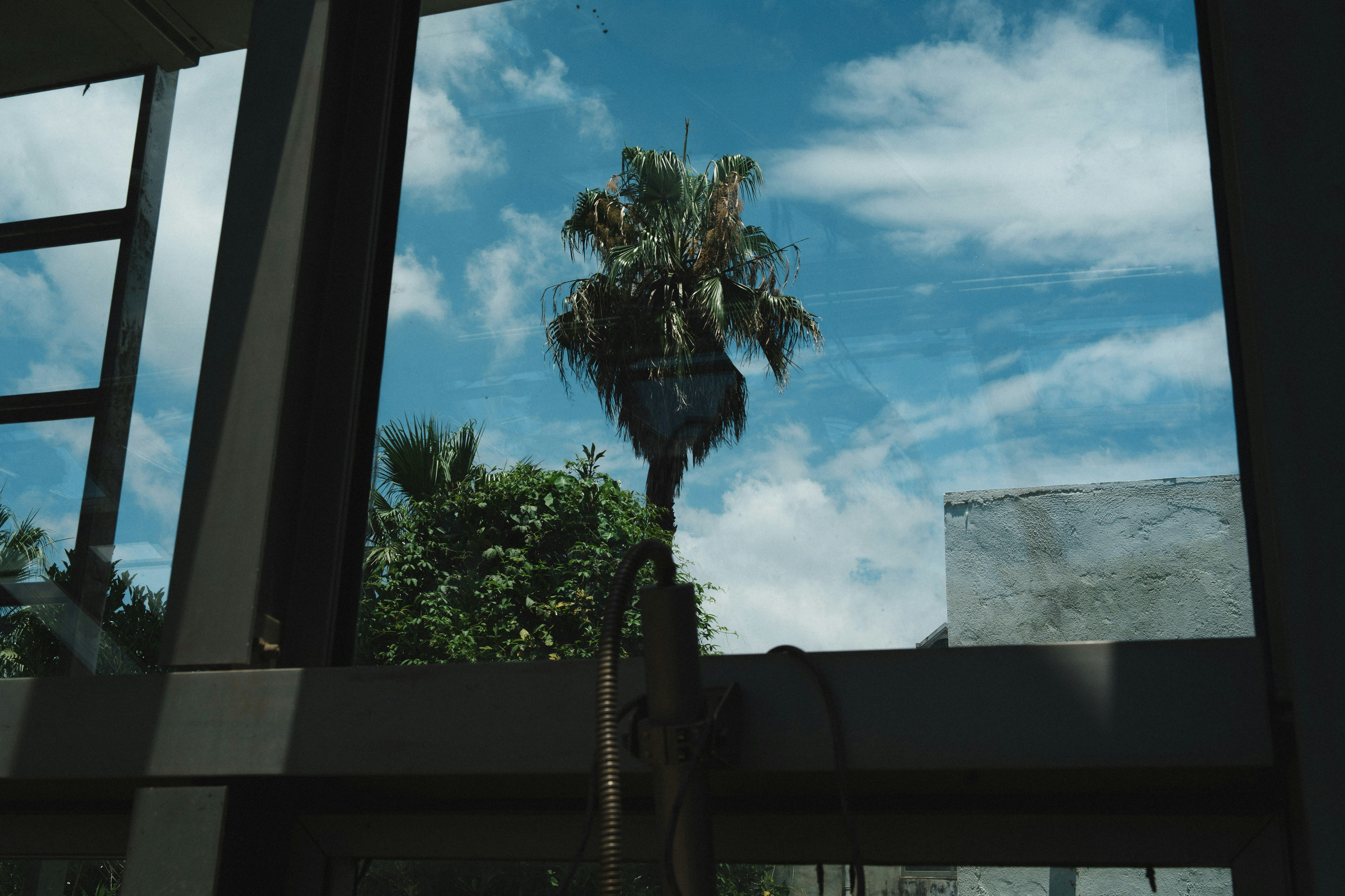 Tall palm tree against a cloudy blue sky.