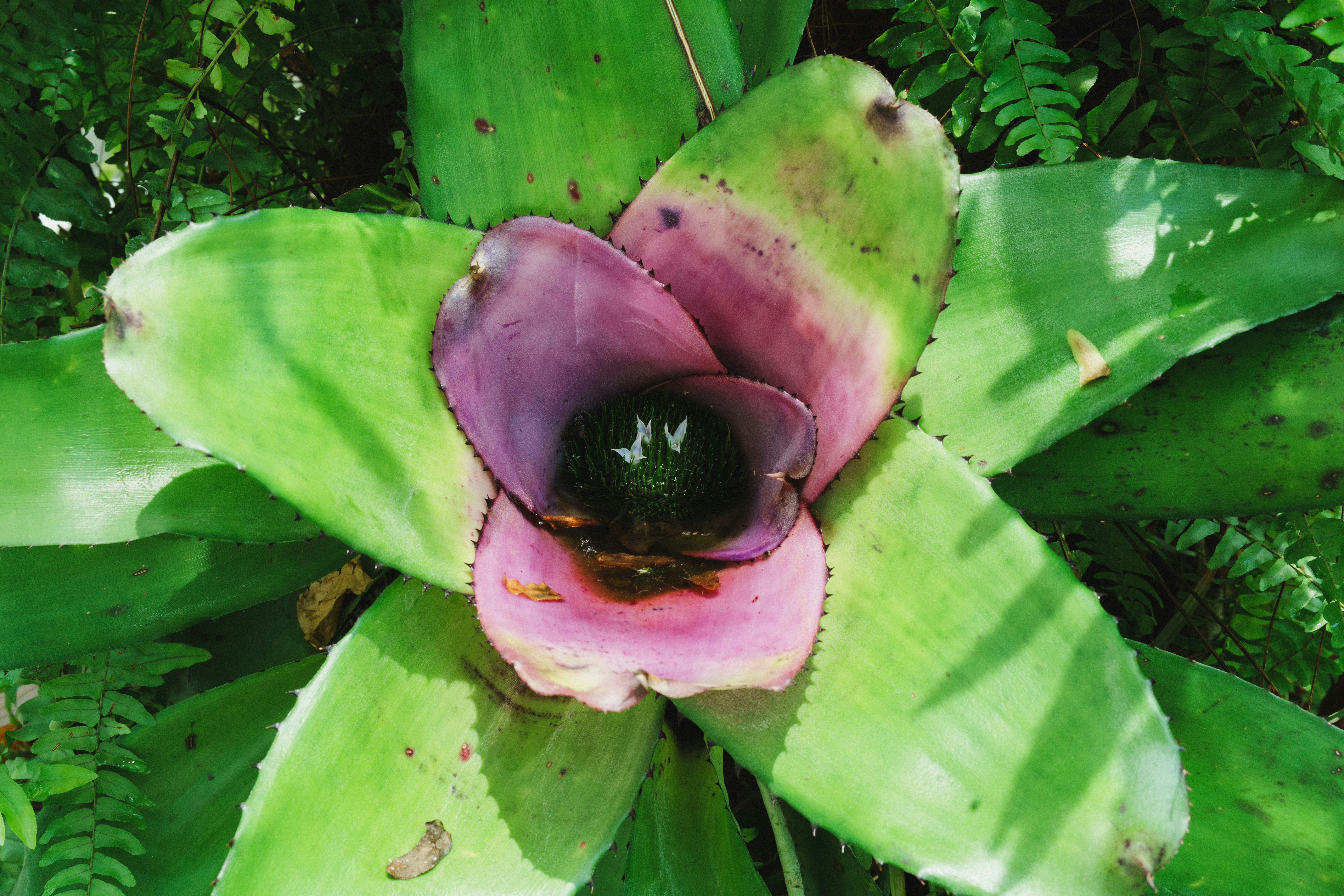 A vibrant bromeliad plant with green leaves and pink center.