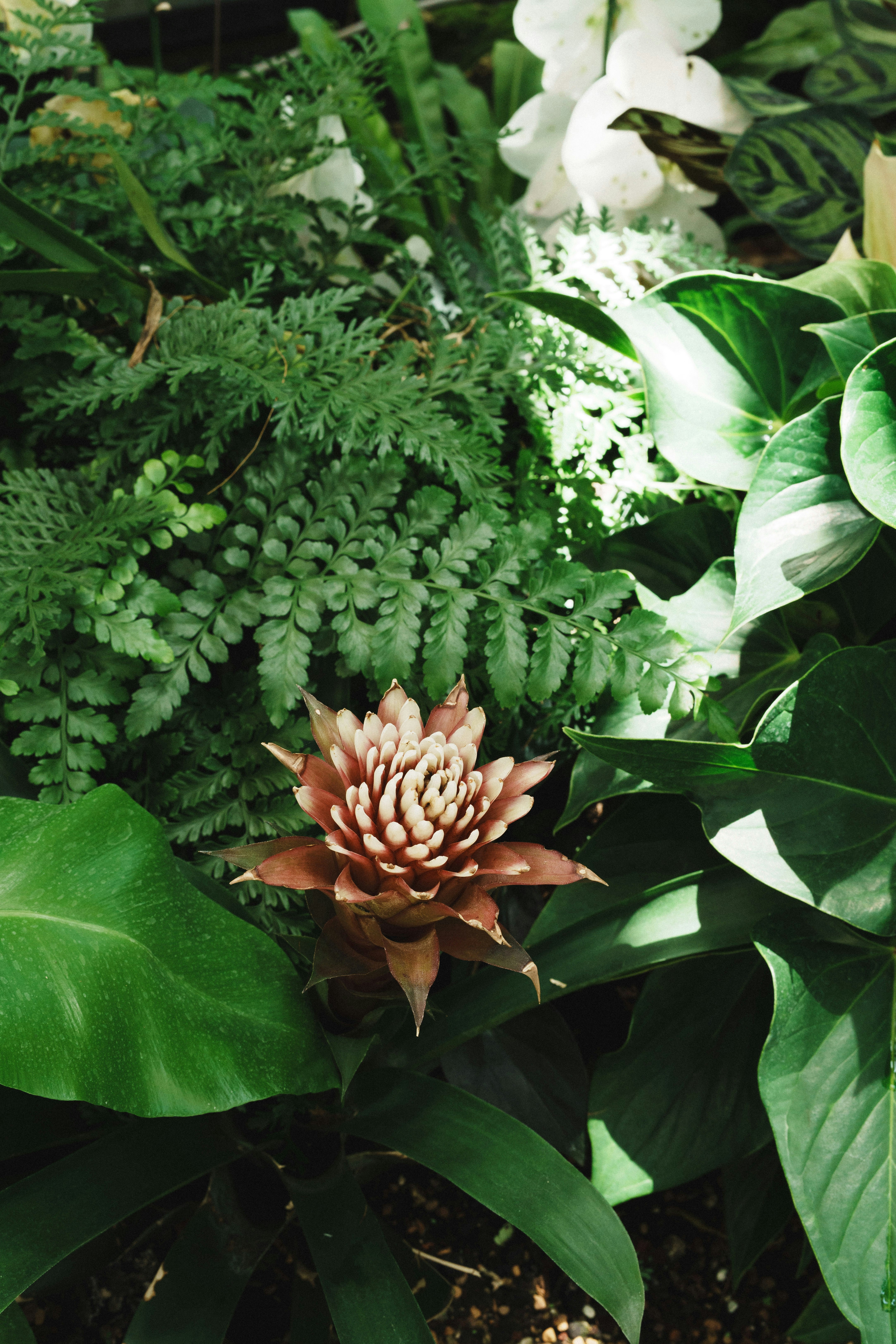 Uma bromélia em flor cercada por folhagem verde exuberante