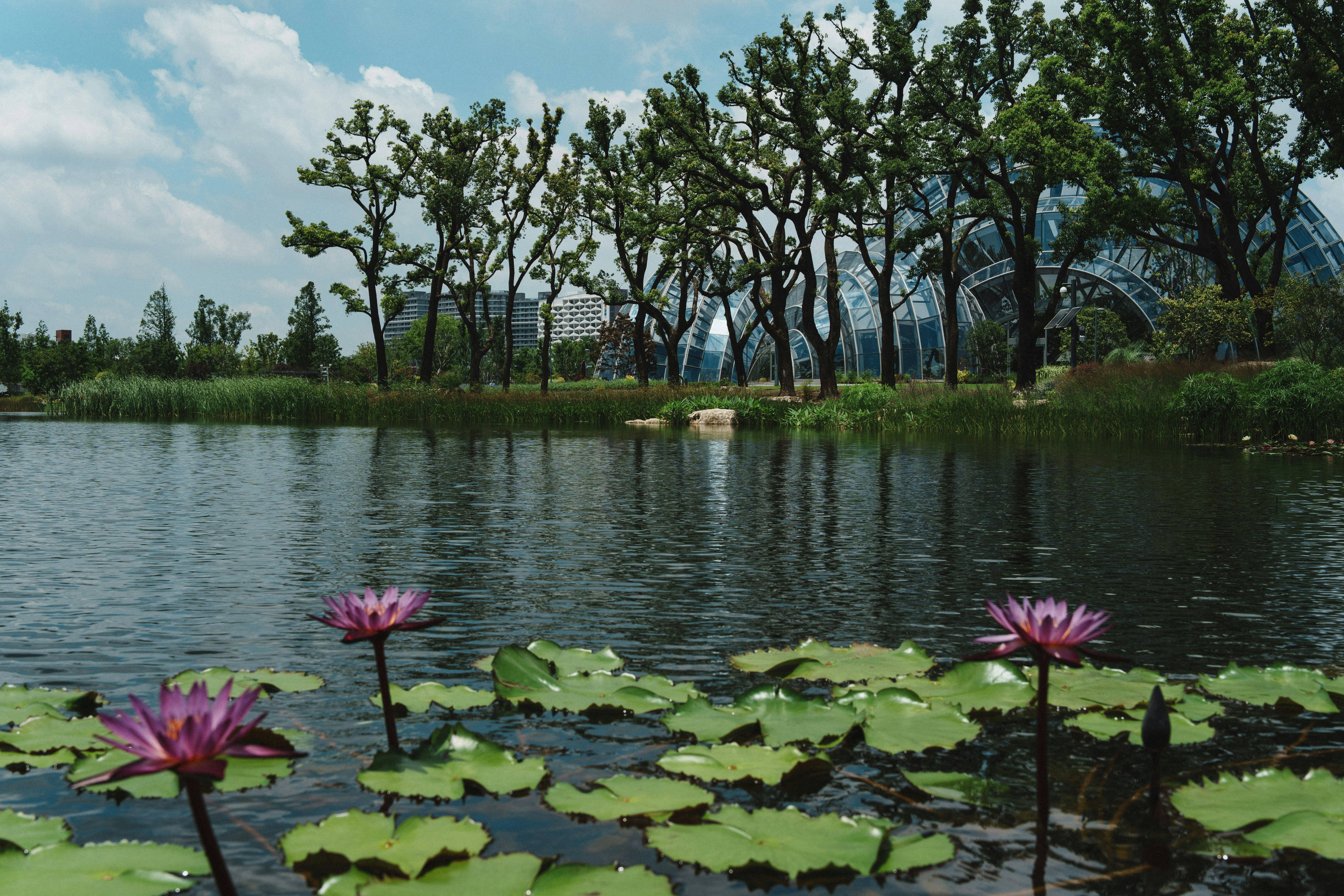 Water lilies float on a tranquil pond with trees behind.