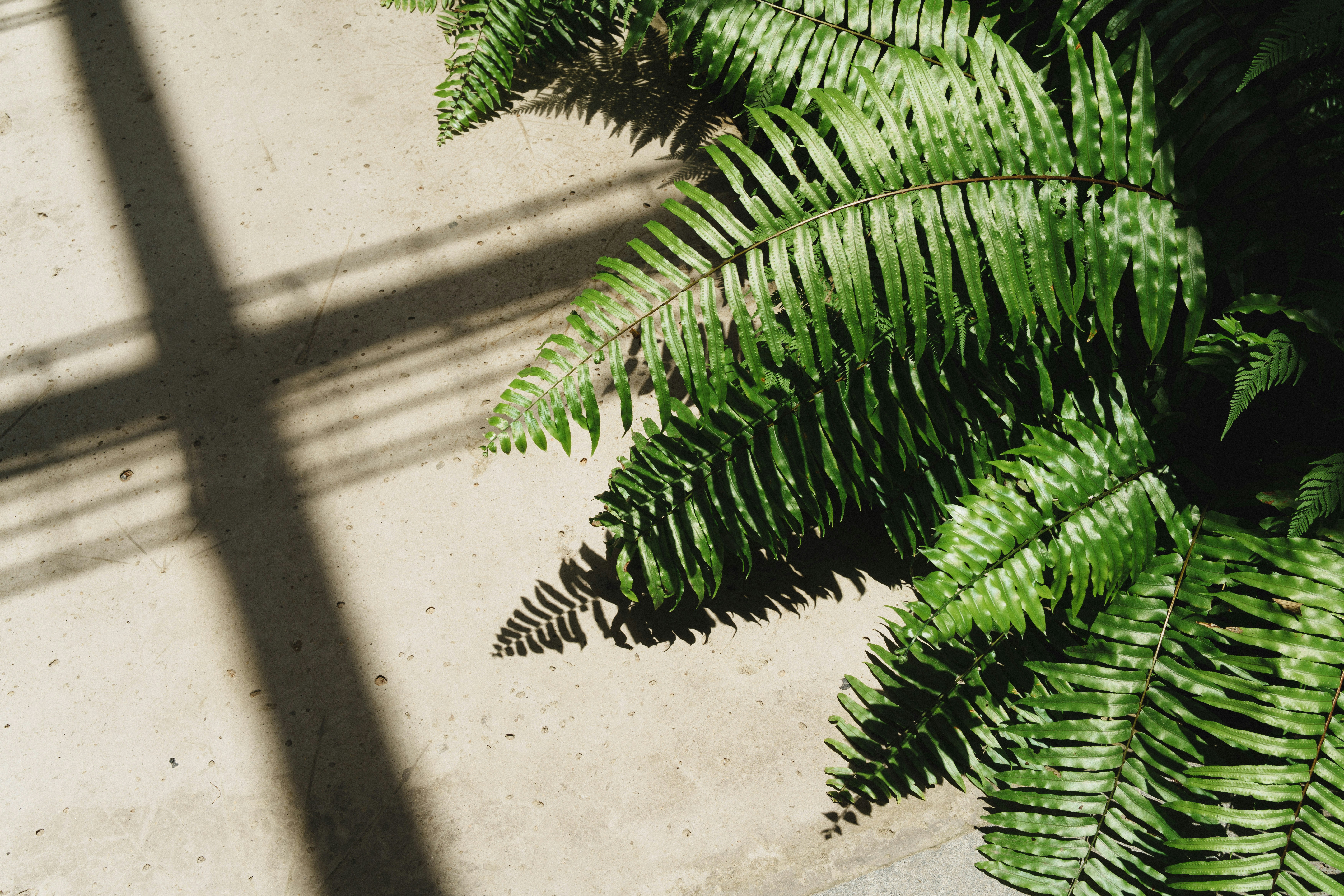 Green fern leaves casting shadows on concrete