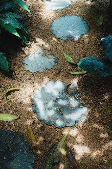 Stepping stones shaped like lotus leaves on sandy ground