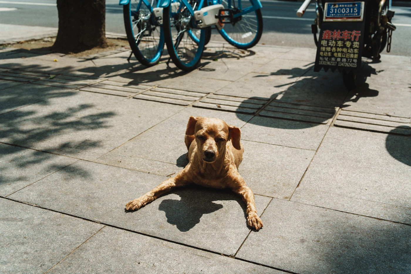 Brown dog resting on a sunny urban sidewalk