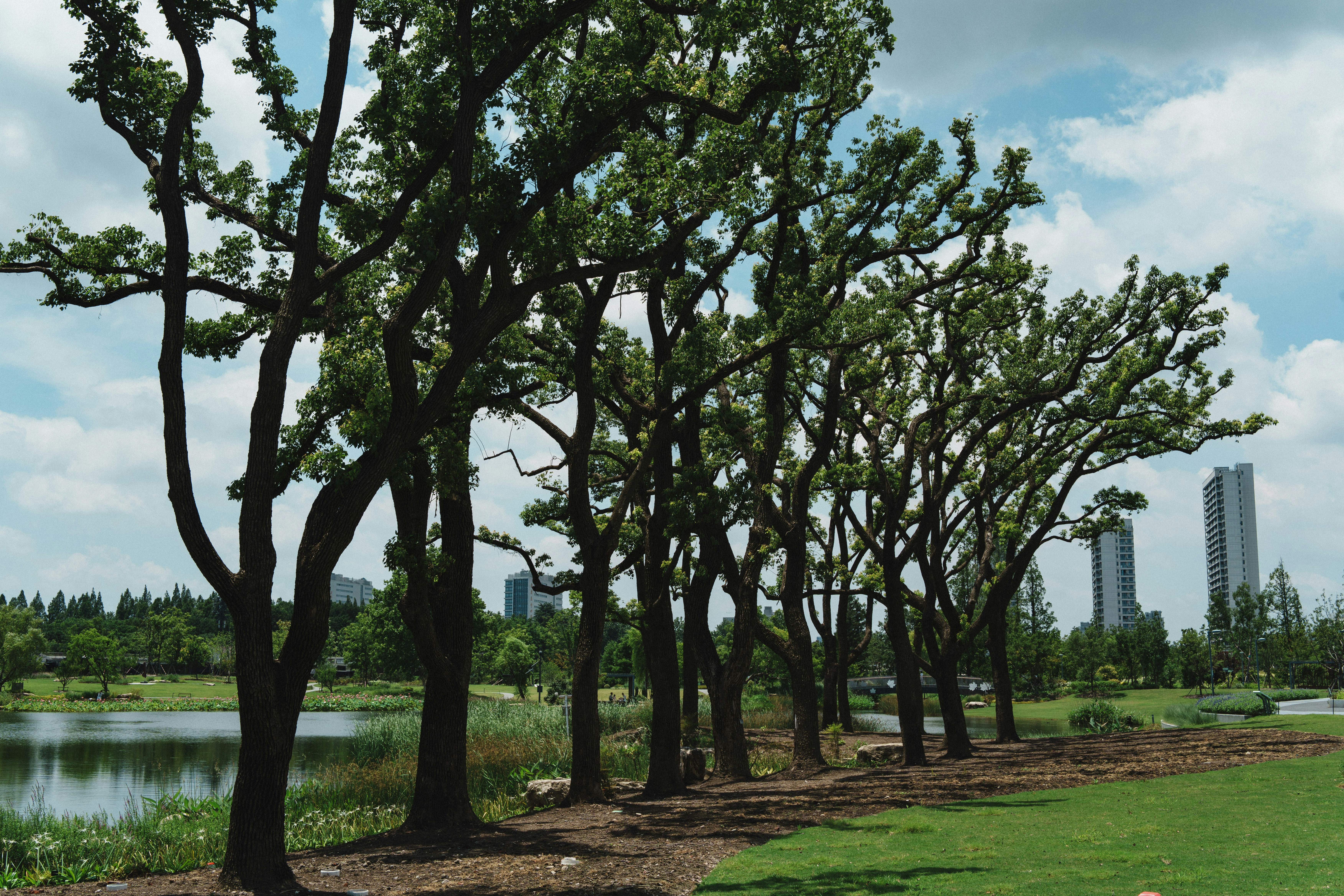 Lined trees with city buildings in the background