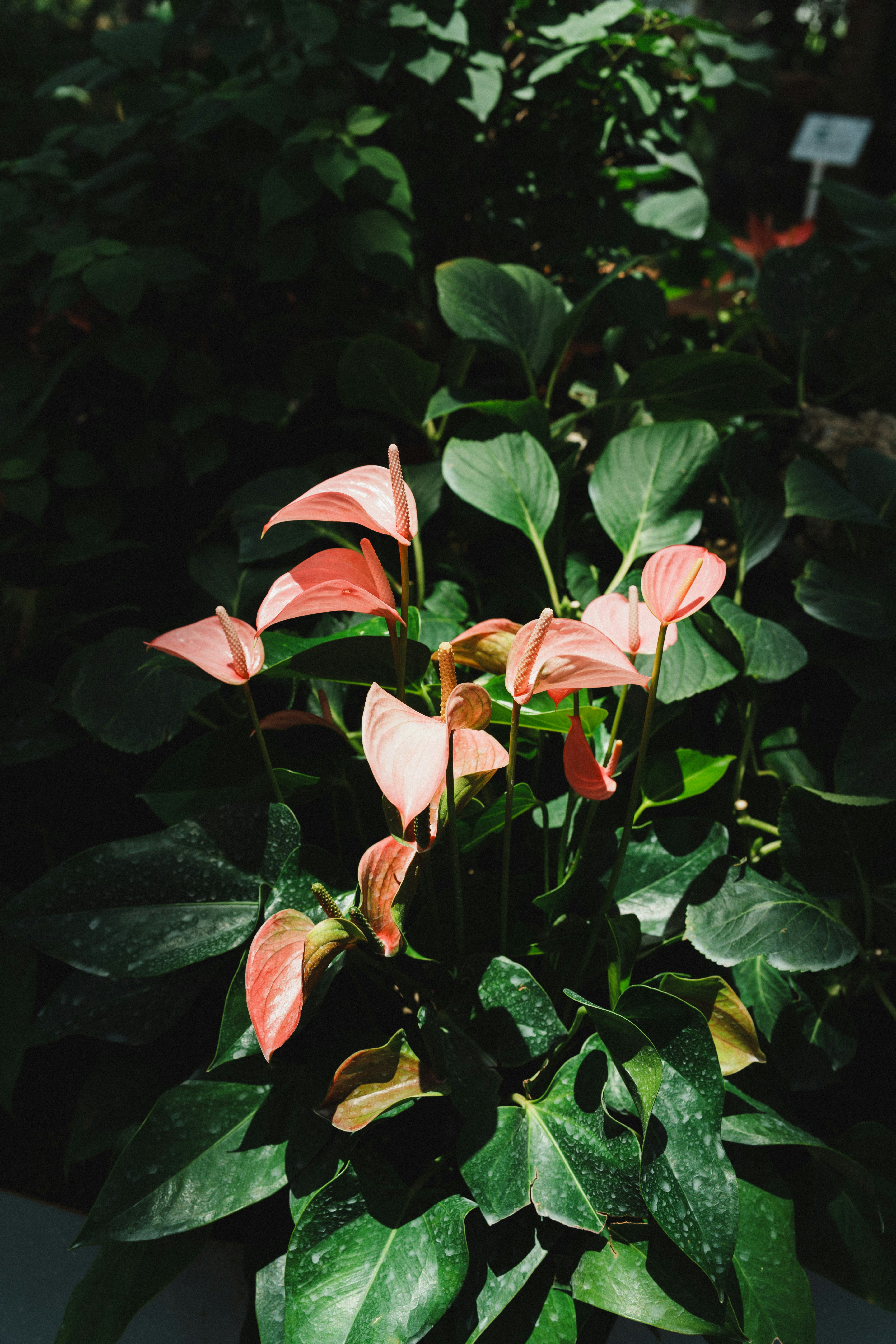 Pink anthurium flowers with dark green leaves