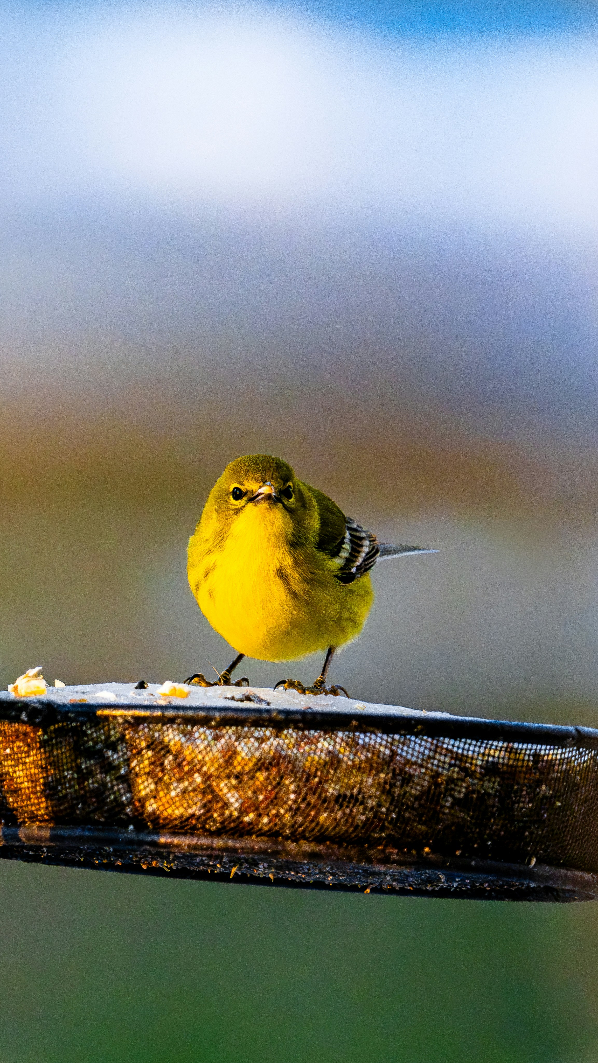 8 Backyard Bird Watching Tips for Feeding Adjustments During Rain
