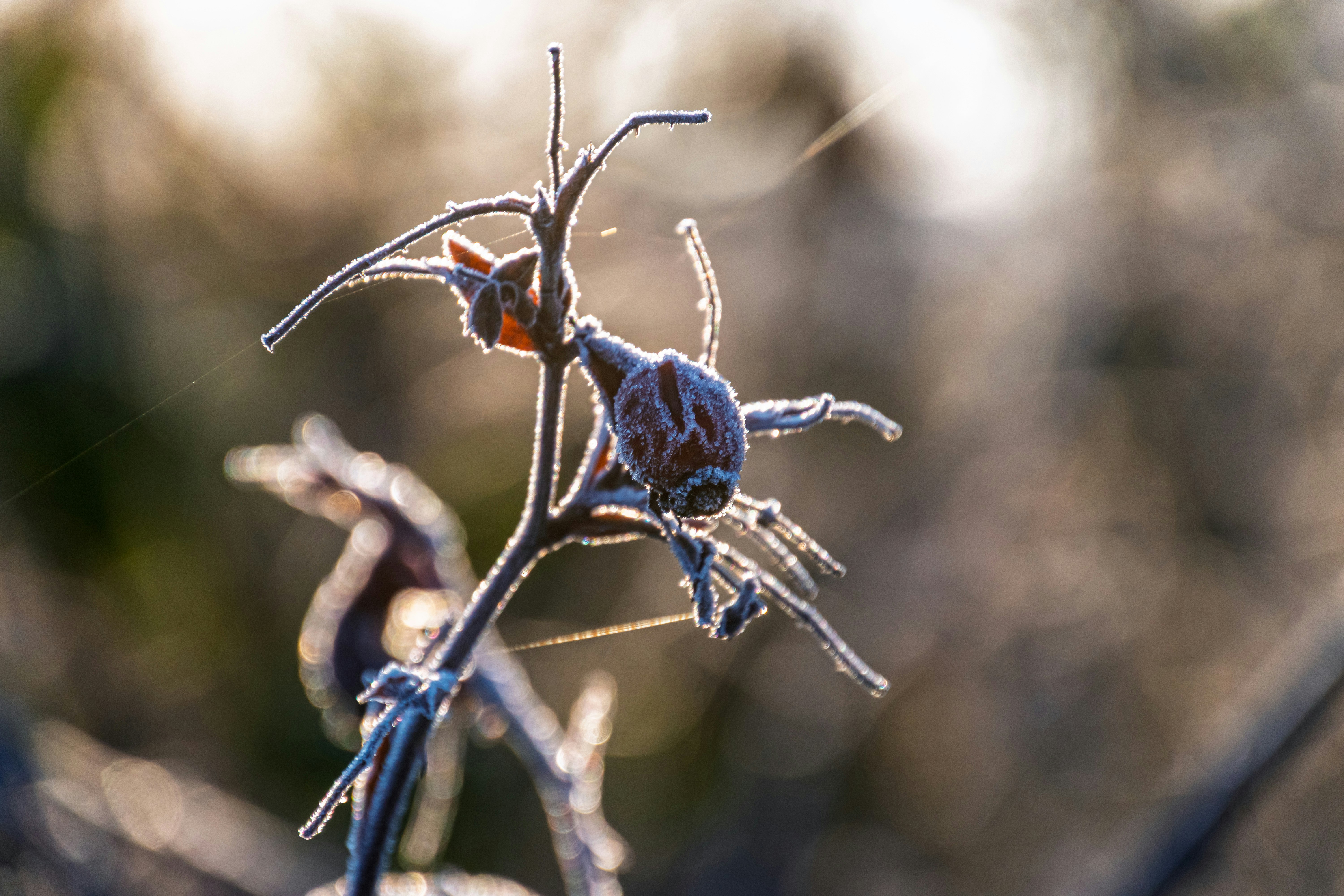 Photo by skstrannik