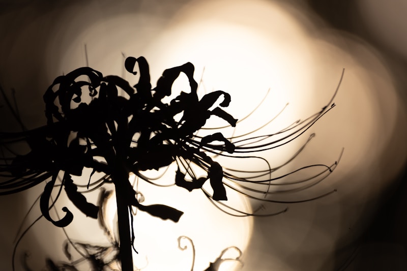 Emmi 様 ポートレート（後日差し替え）