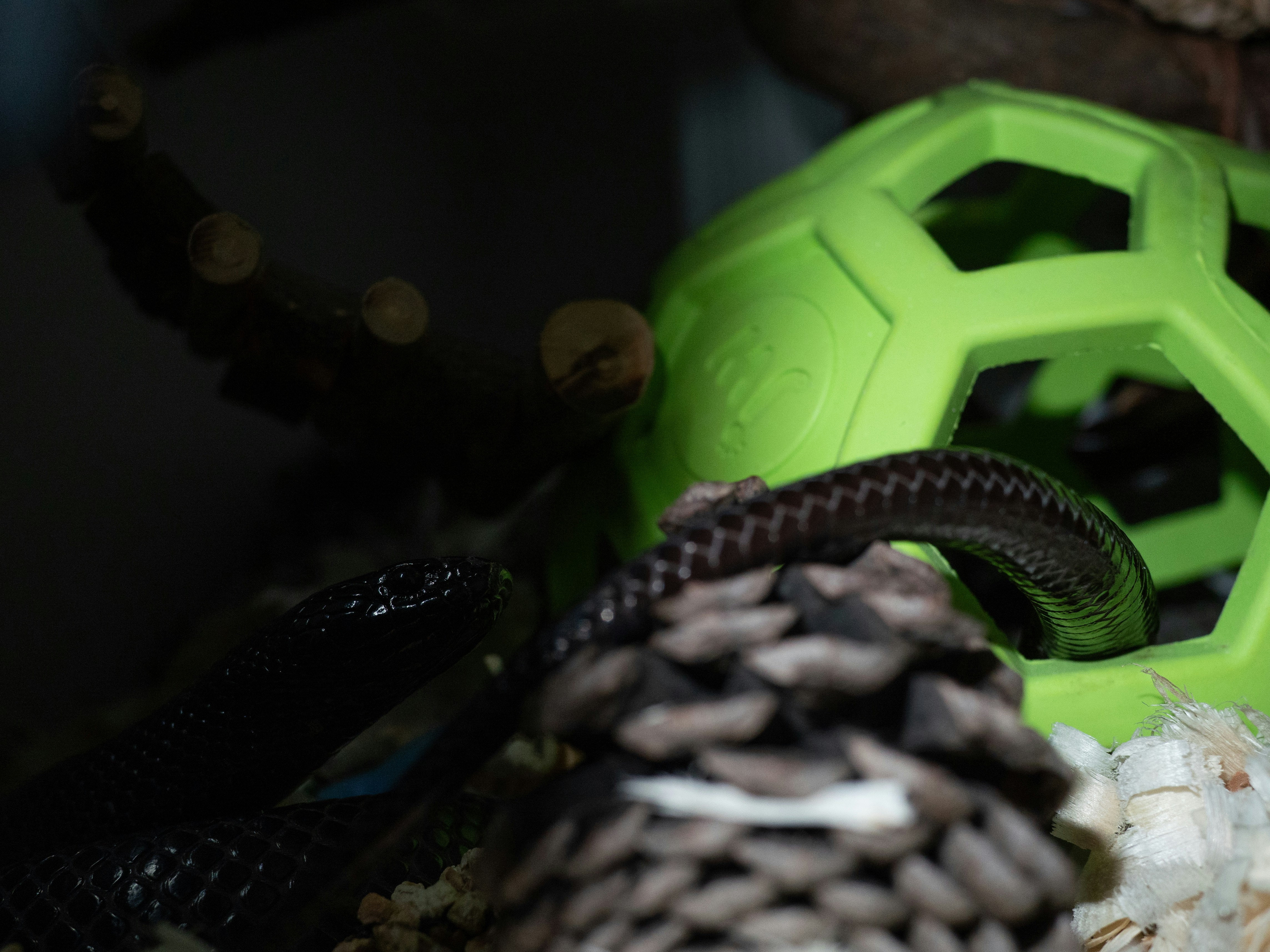 A snake is near a pinecone and green toy.
