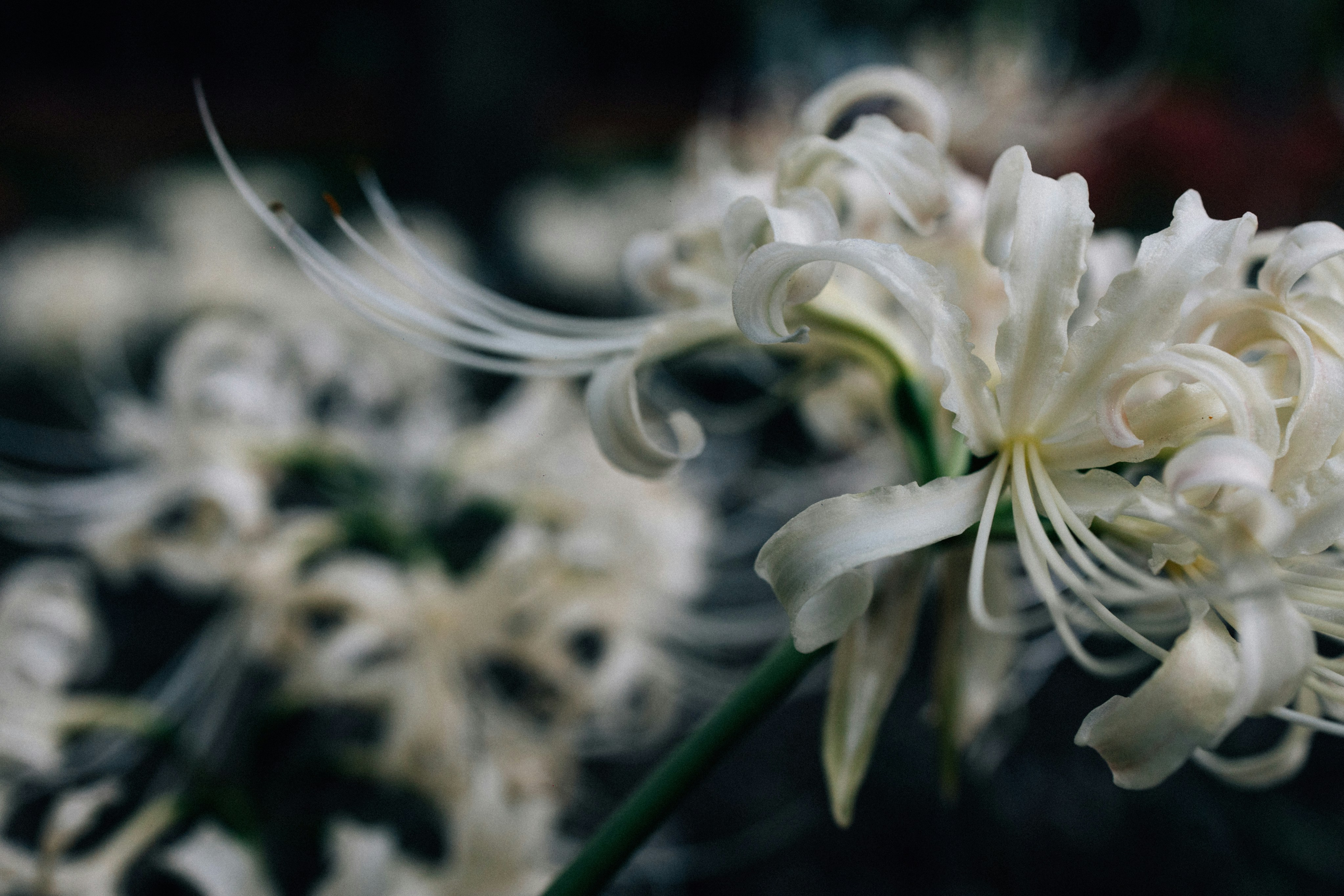 Photo by tsuyoshikozu