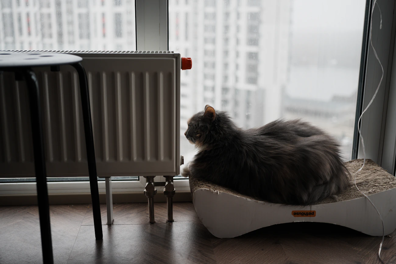 ライフスタイル別の記事「一人暮らしで猫と暮らす賃貸の選び方」のアイキャッチ画像