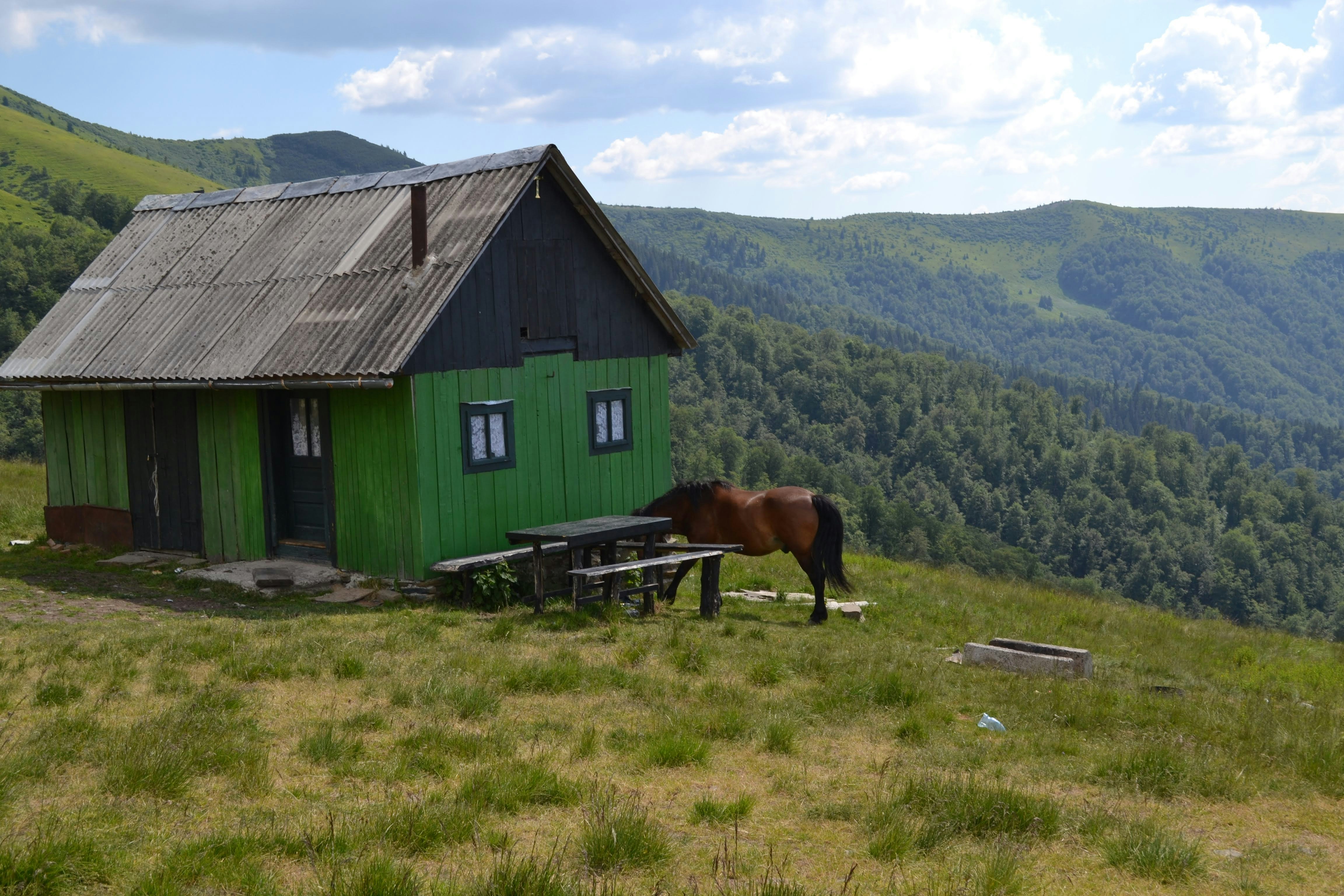Un cavallo vicino a una baita verde su una collina erbosa.