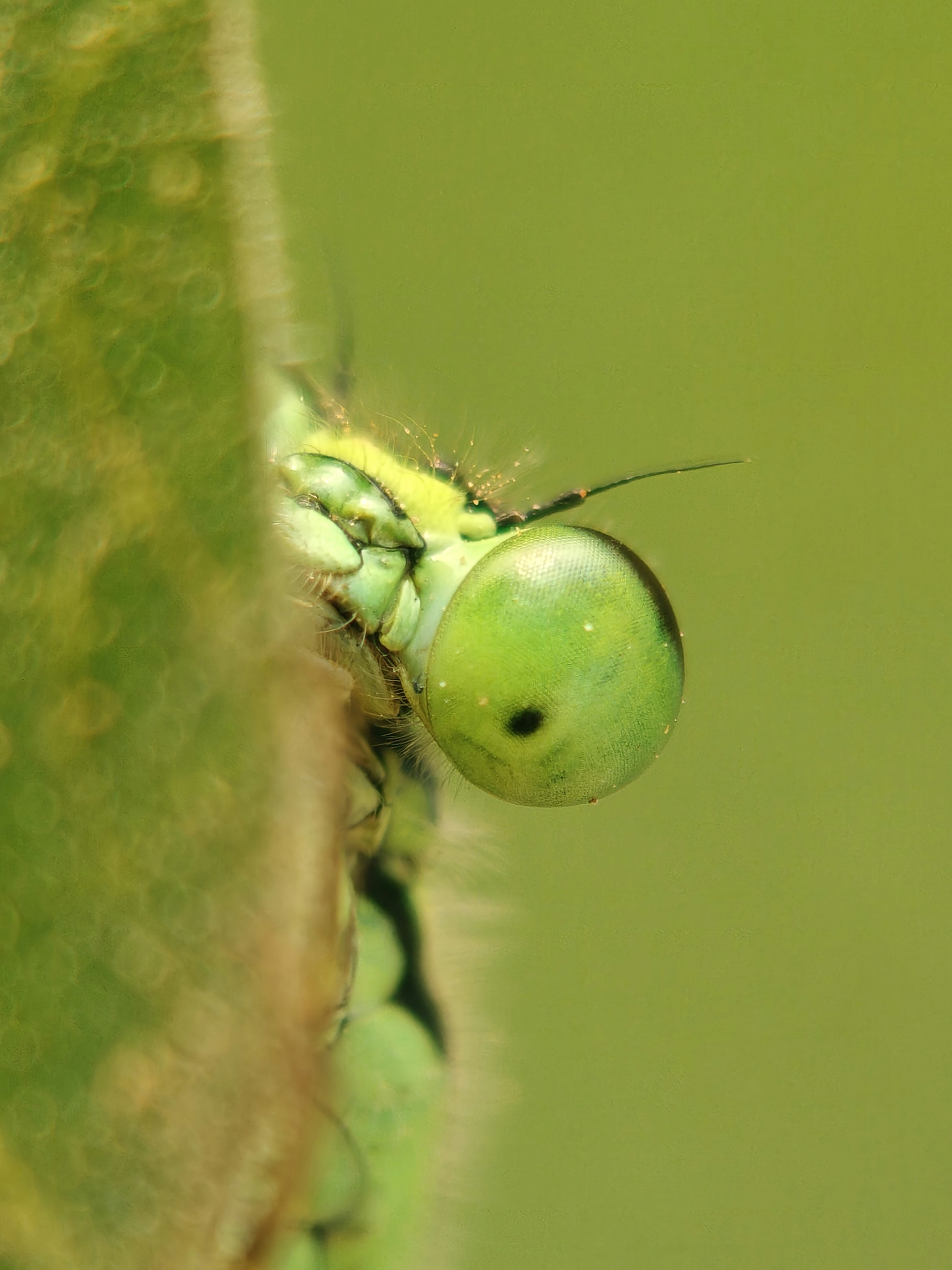 A bright green dragonfly peeks from behind a leaf.
