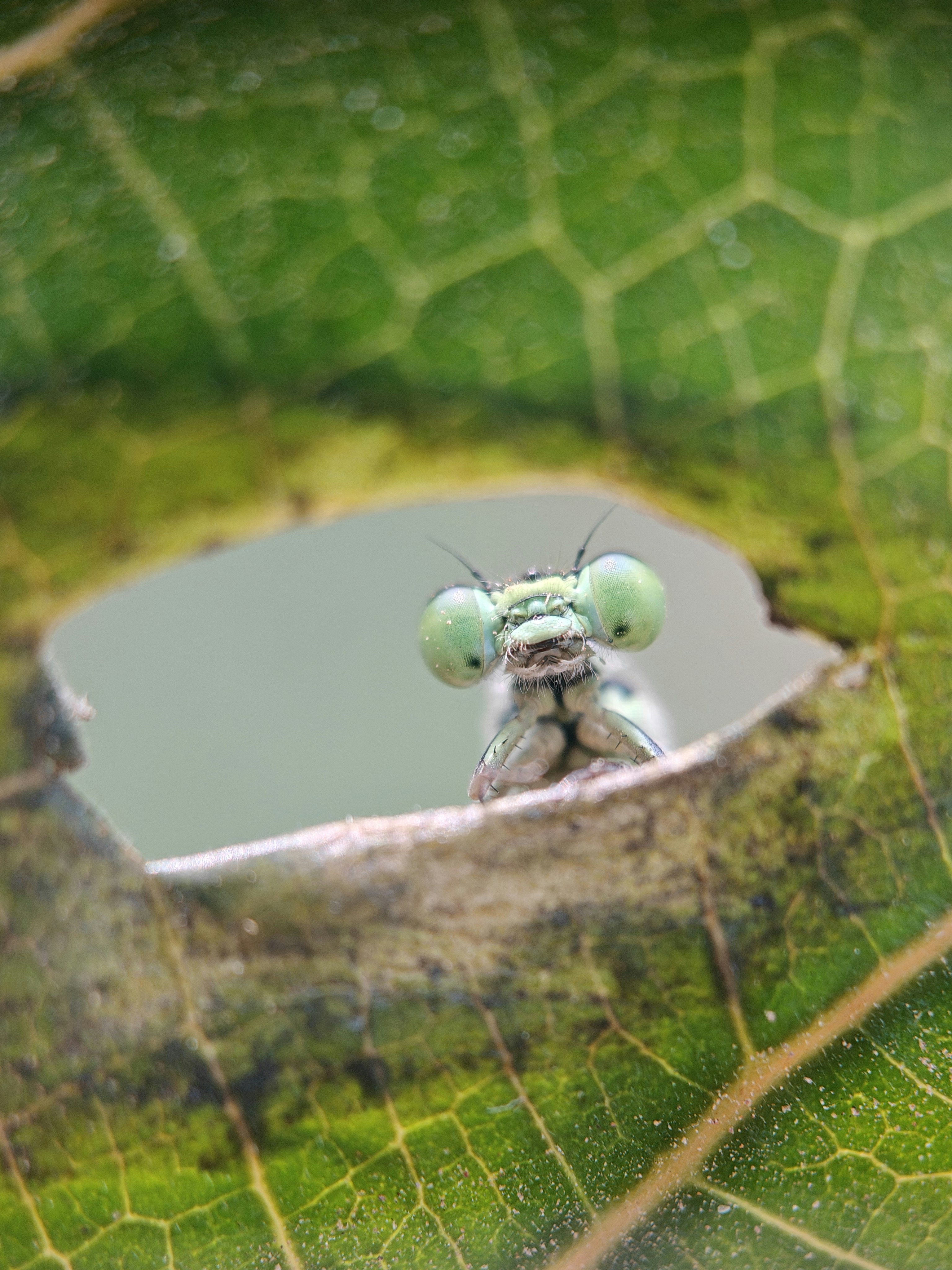 Seekor damselfly mengintip melalui lubang di daun hijau.